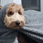 Oscar