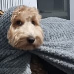 Oscar