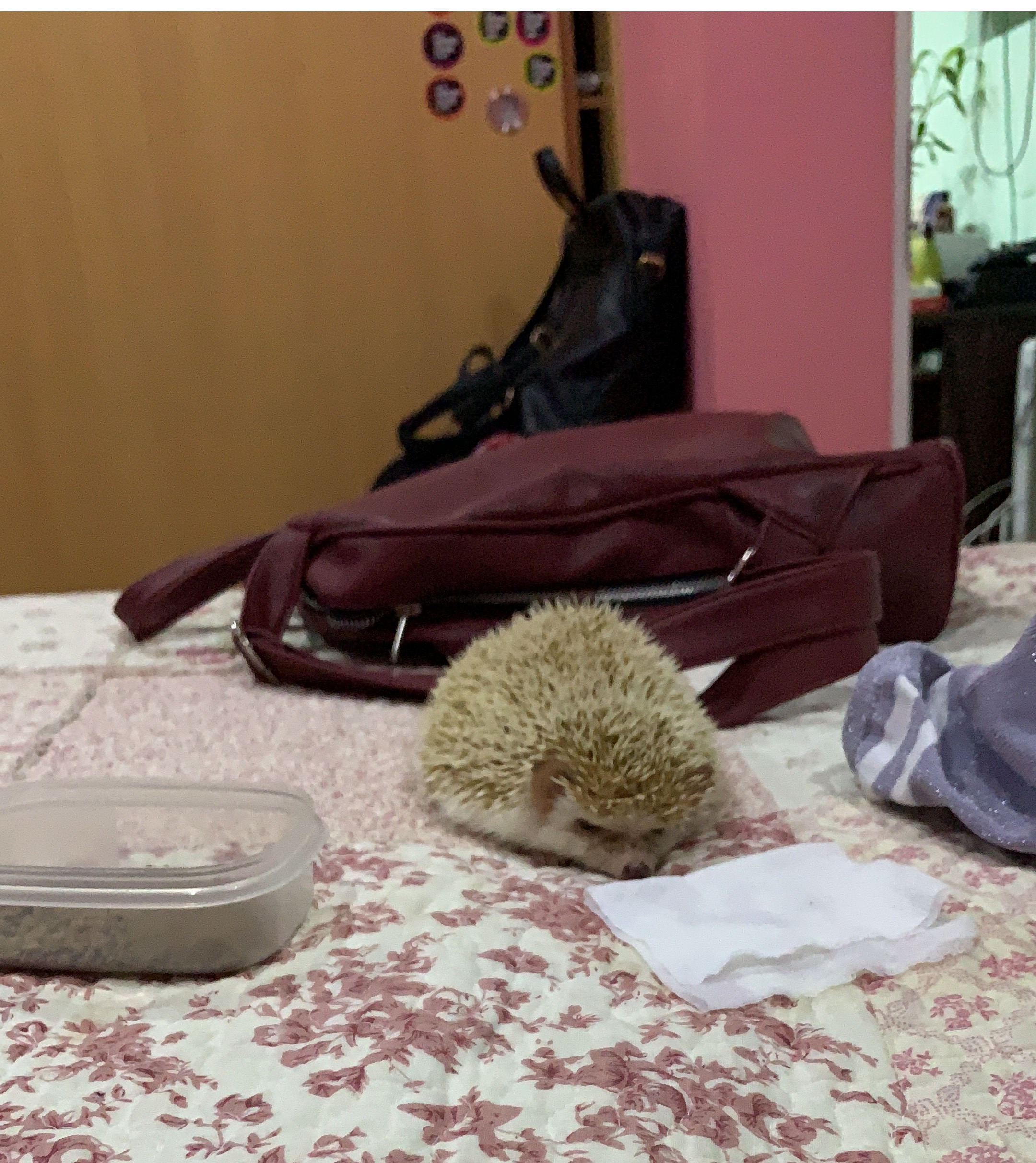 image-5