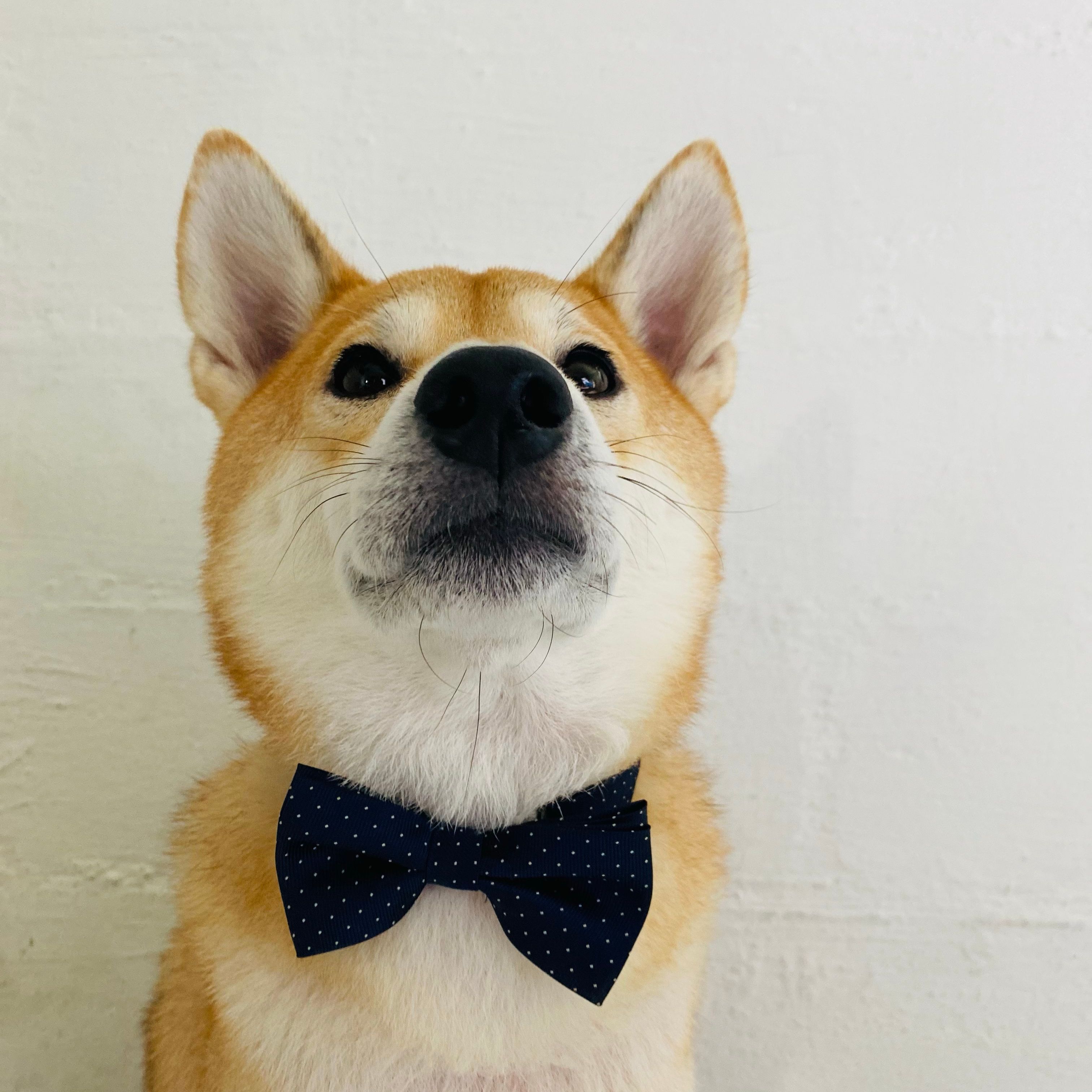 Toshi