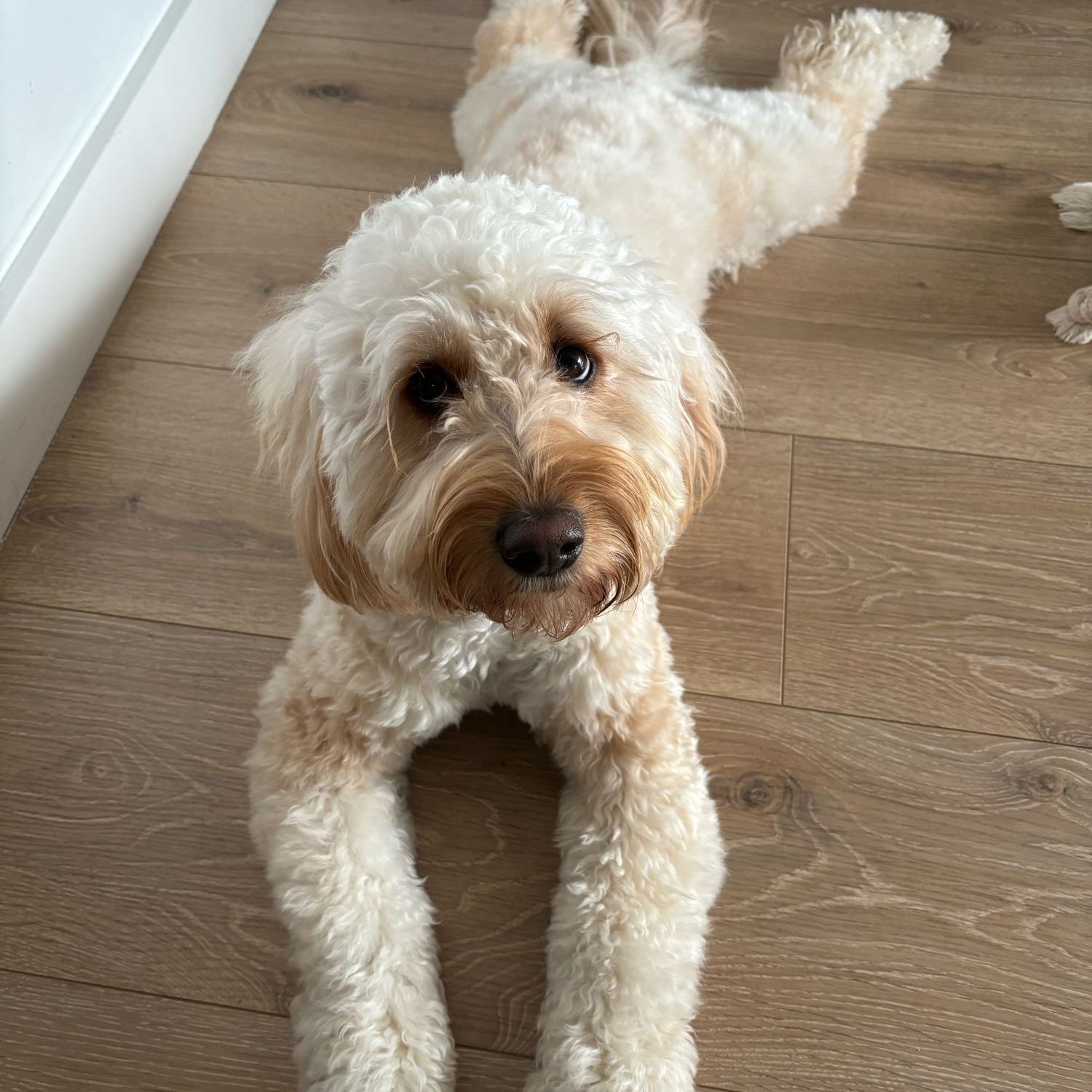 Nala