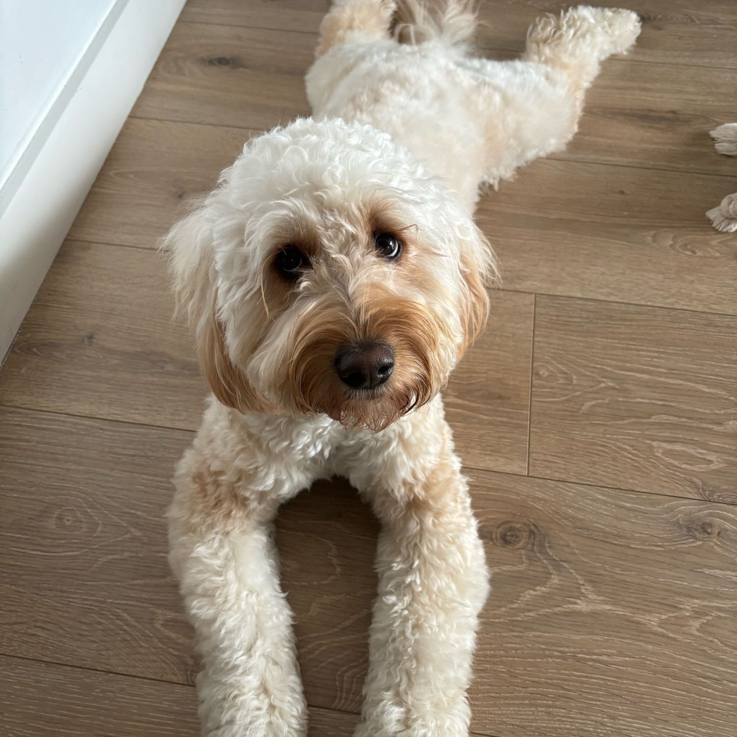 Nala