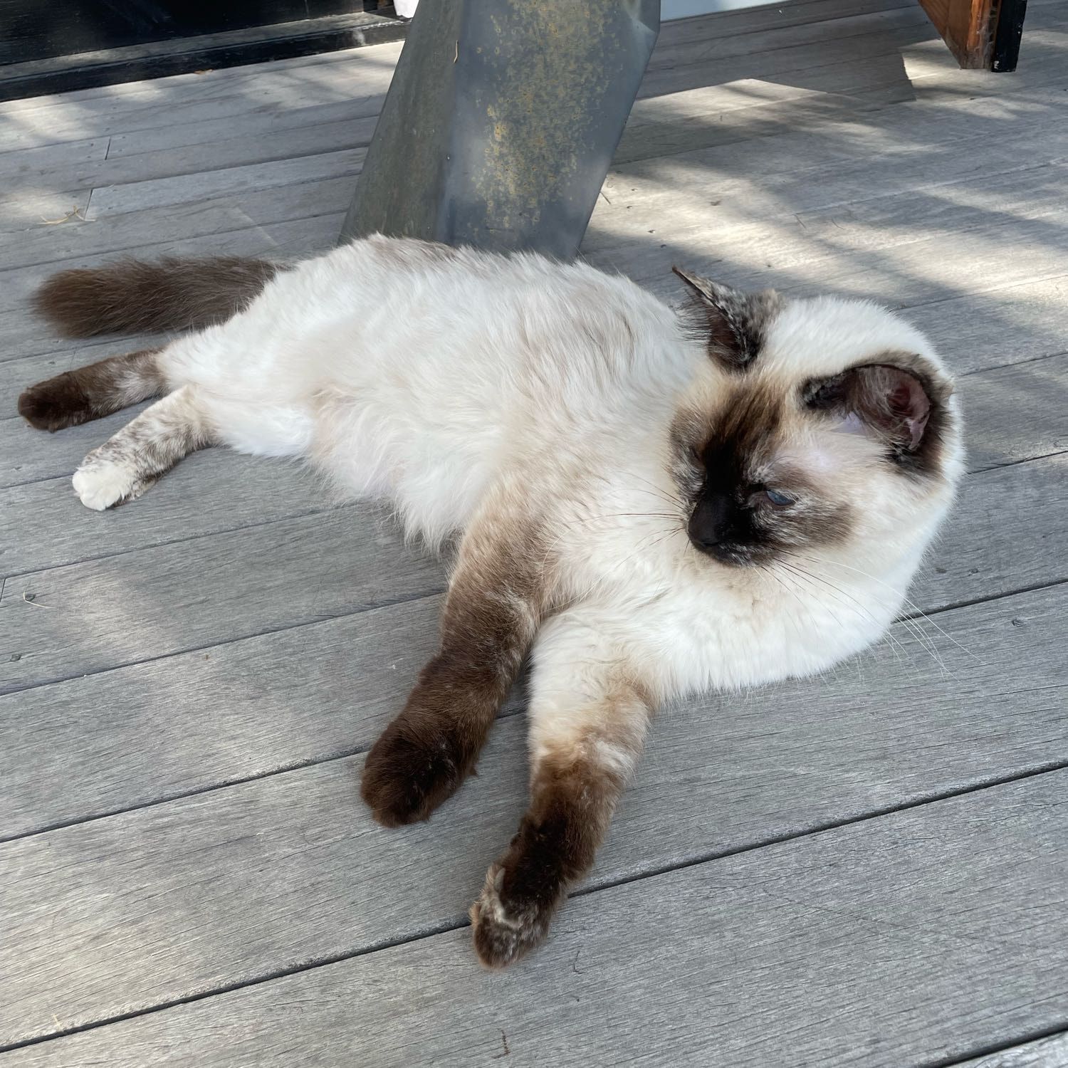 LuLu
