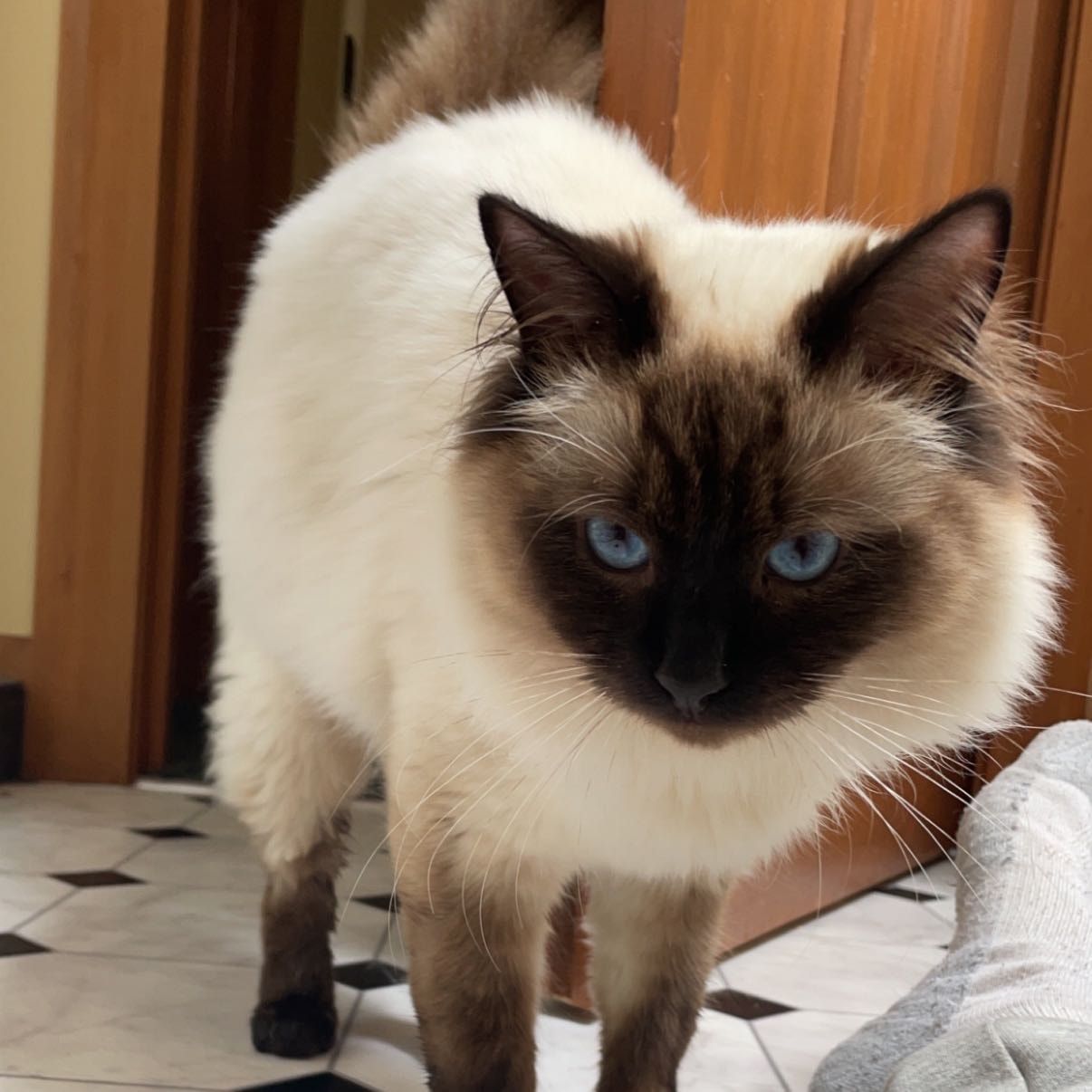 Archie