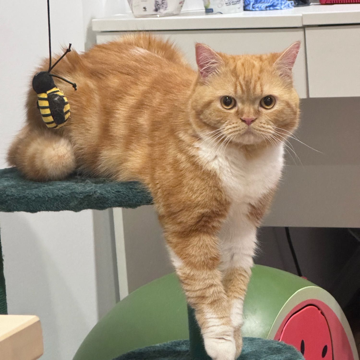juju