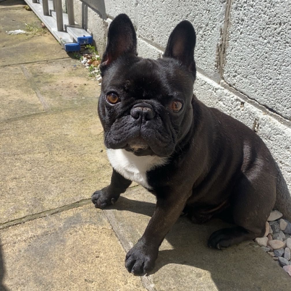 Fred