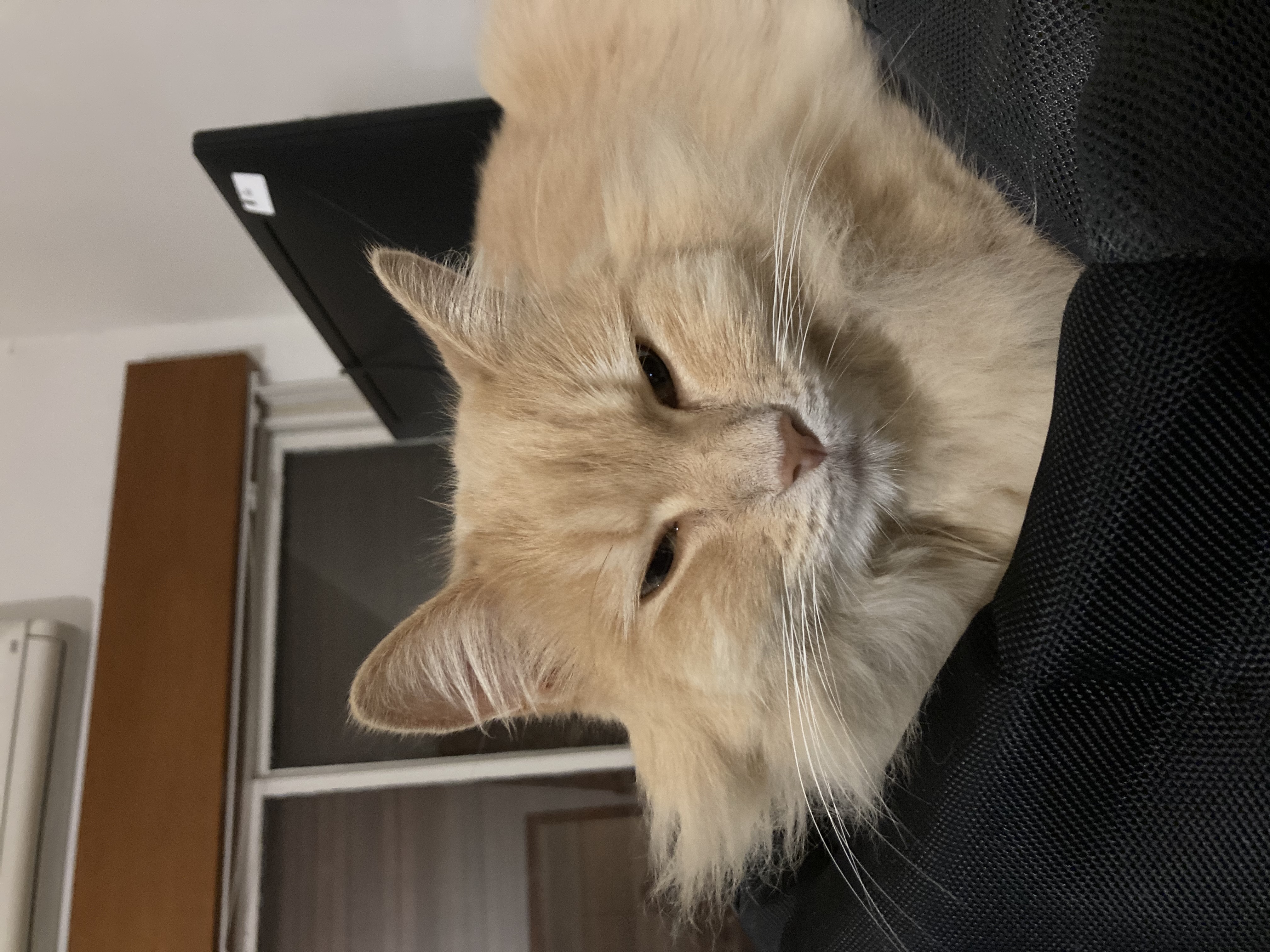 image-11