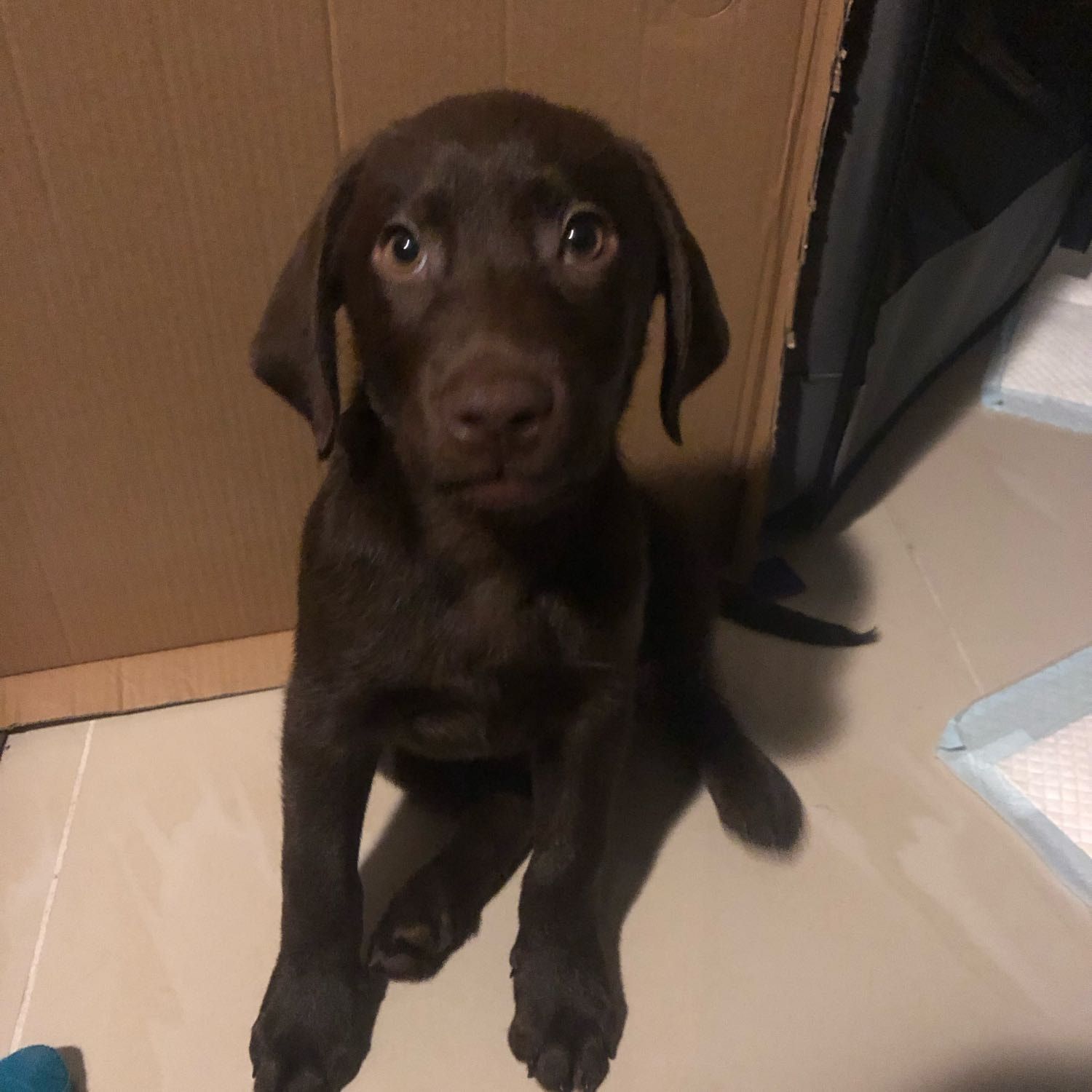 Fudge