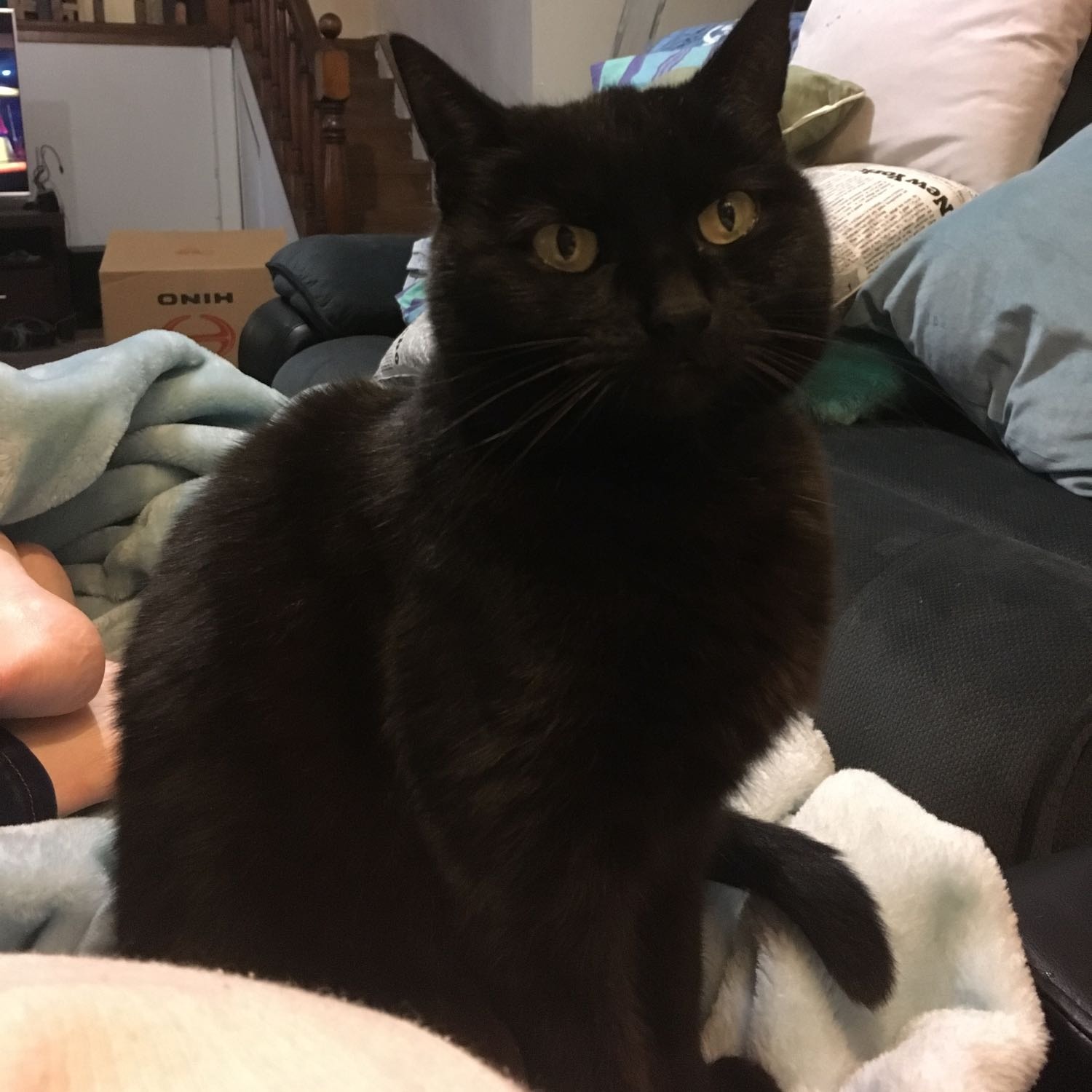 Bella