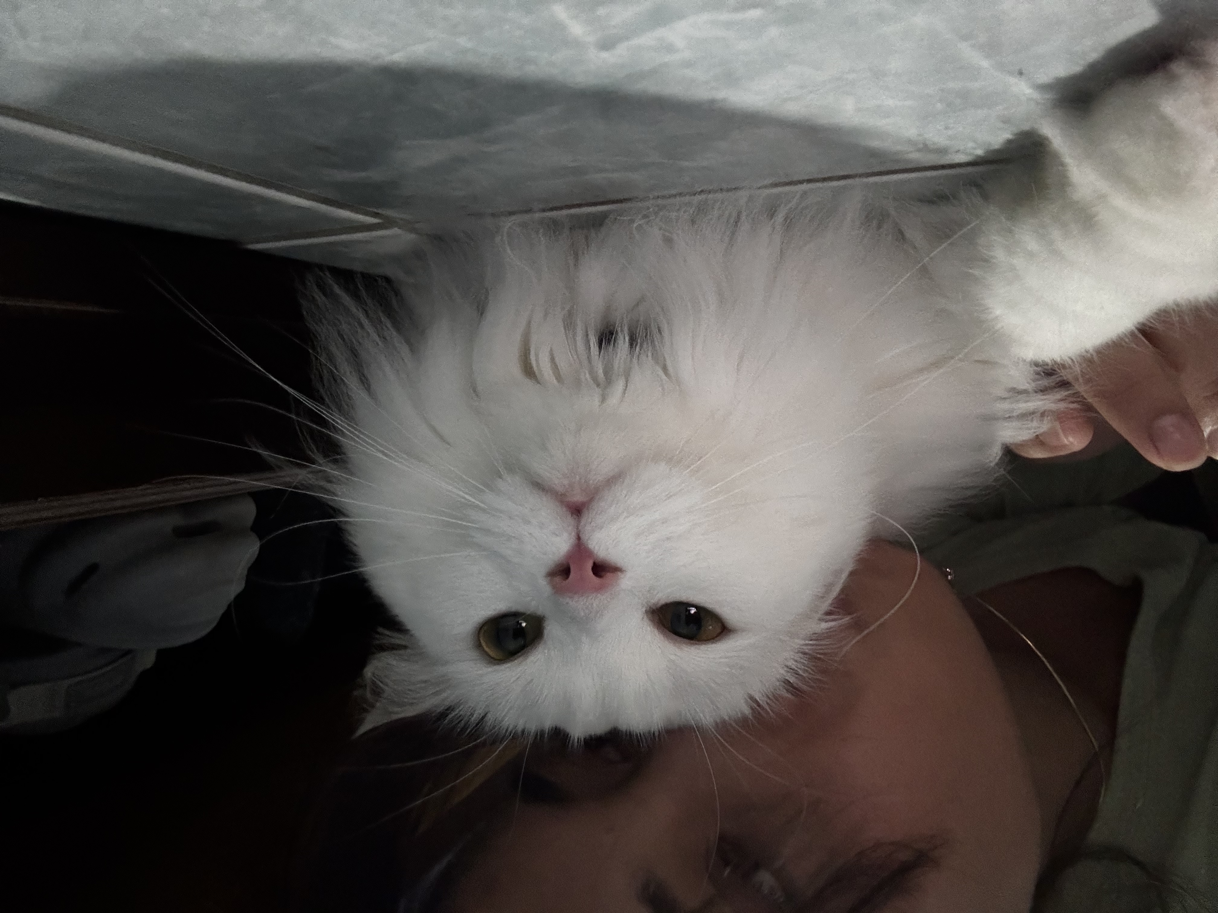 image-7