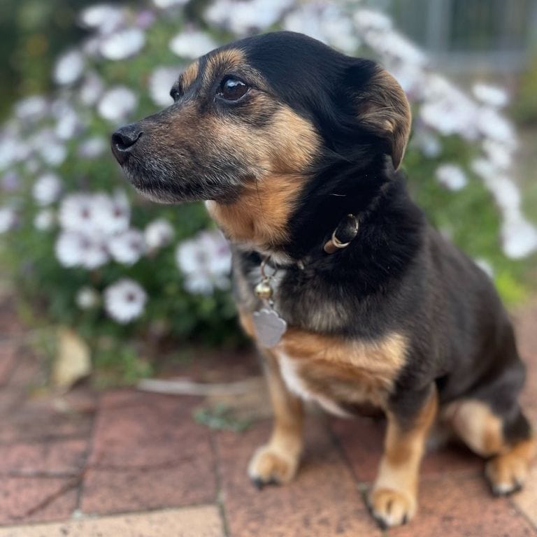 Indy