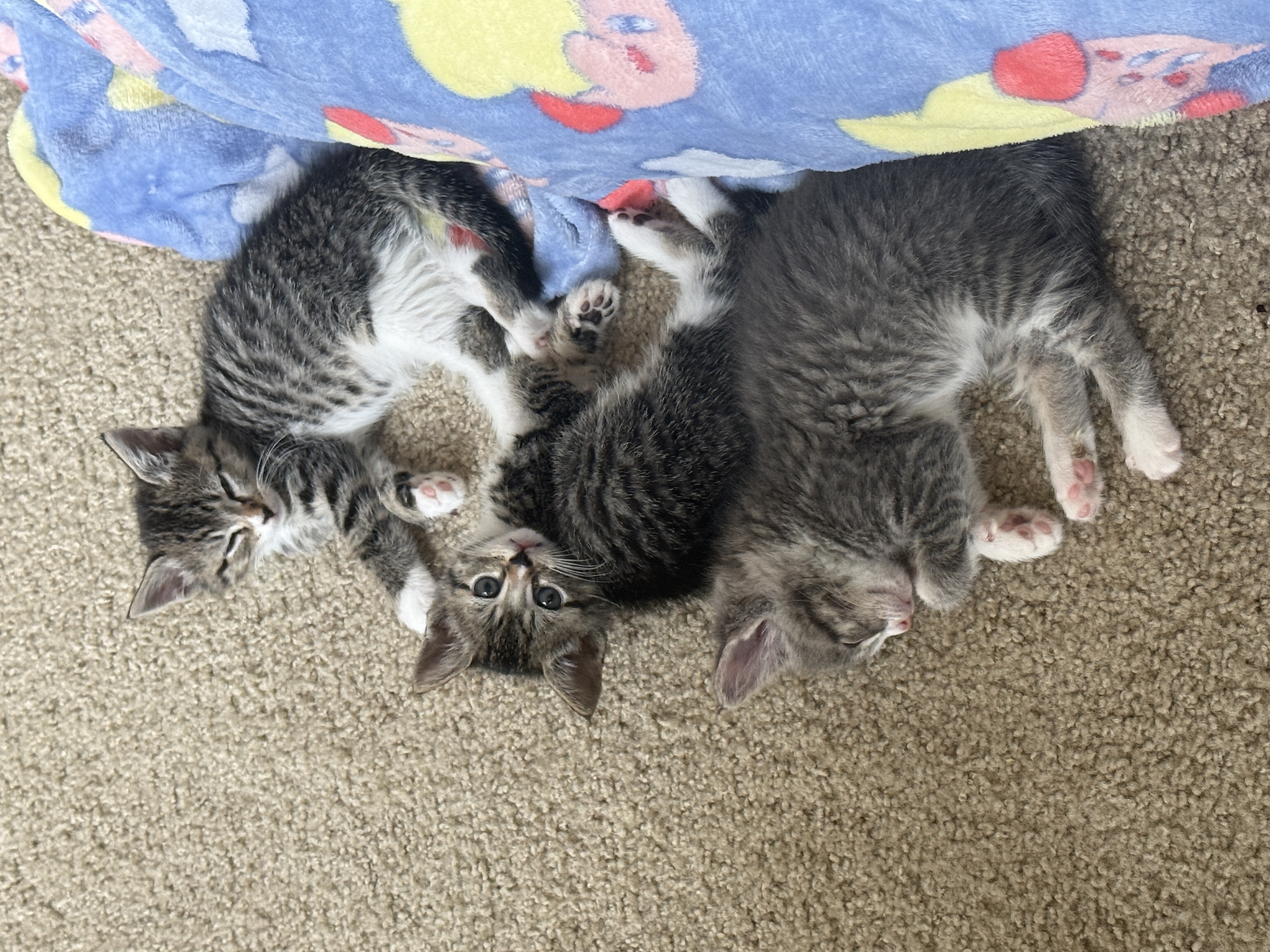 image-6