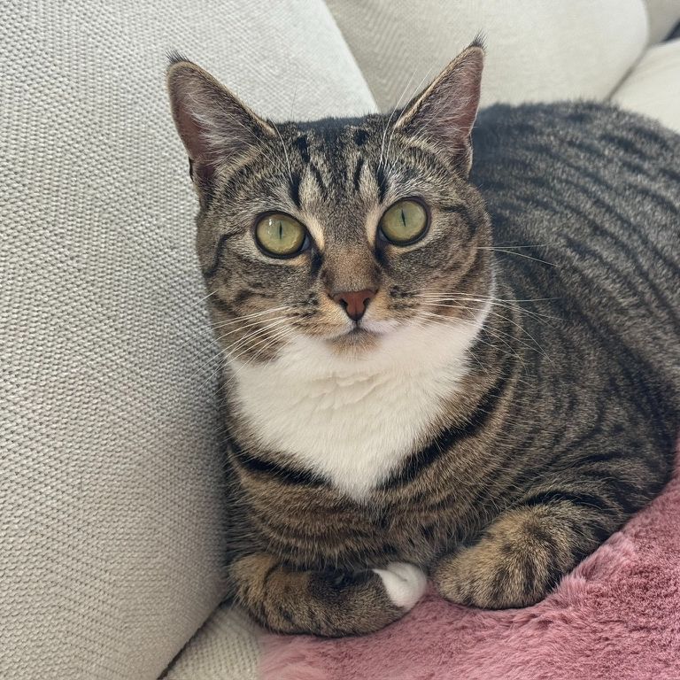 Willow