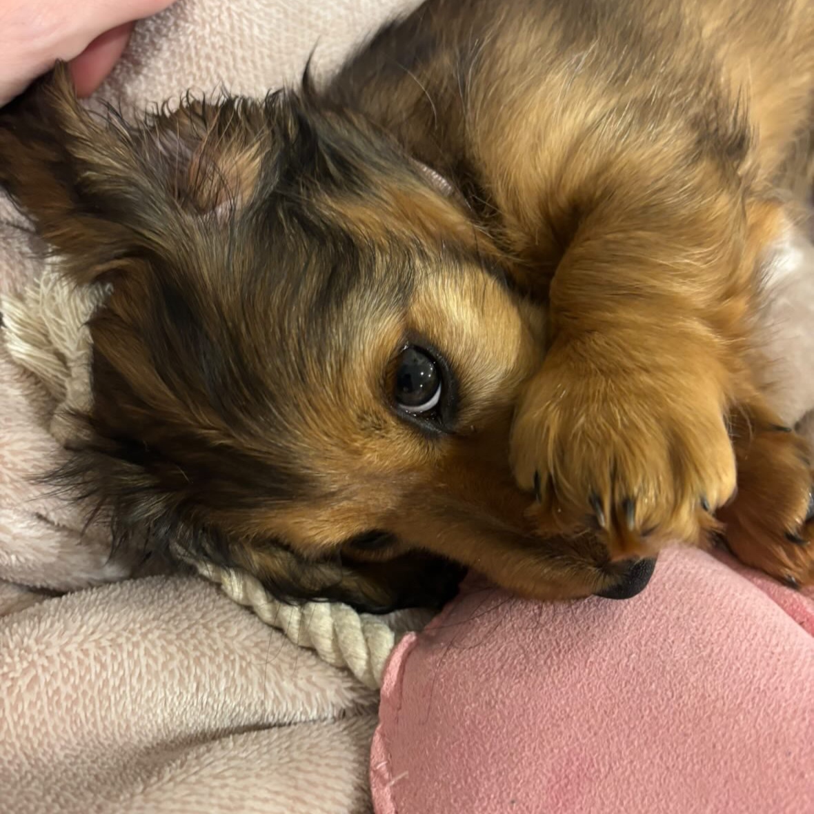 Minnie