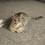 Kebab