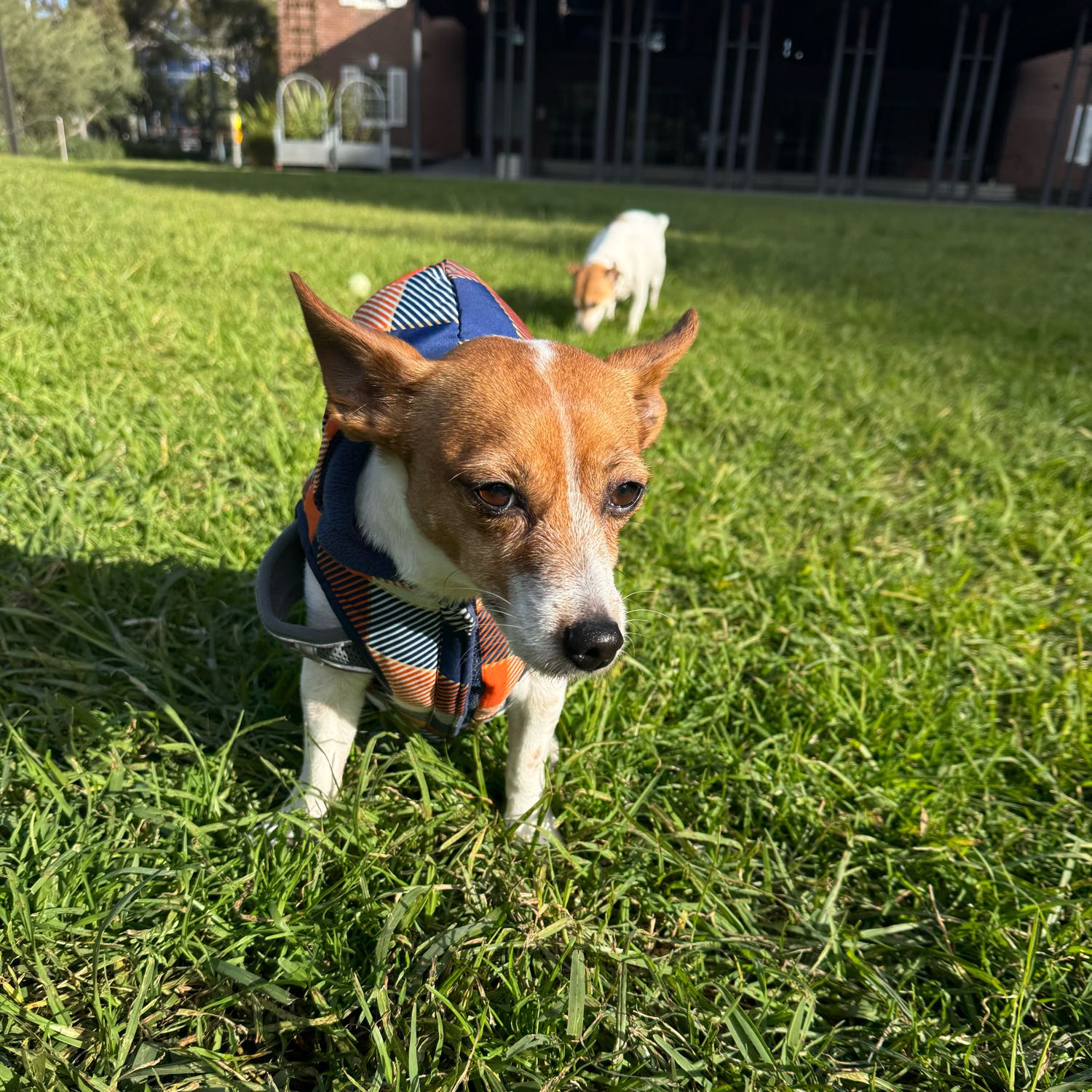 Bonnie
