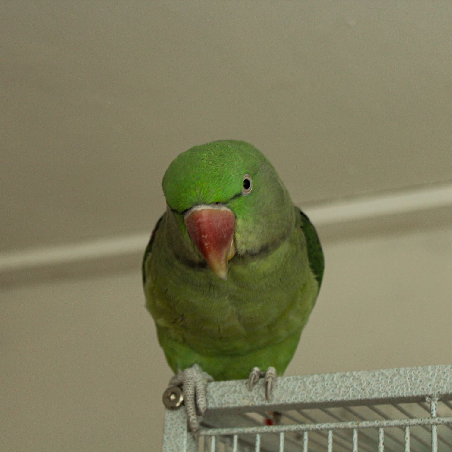 Arlo