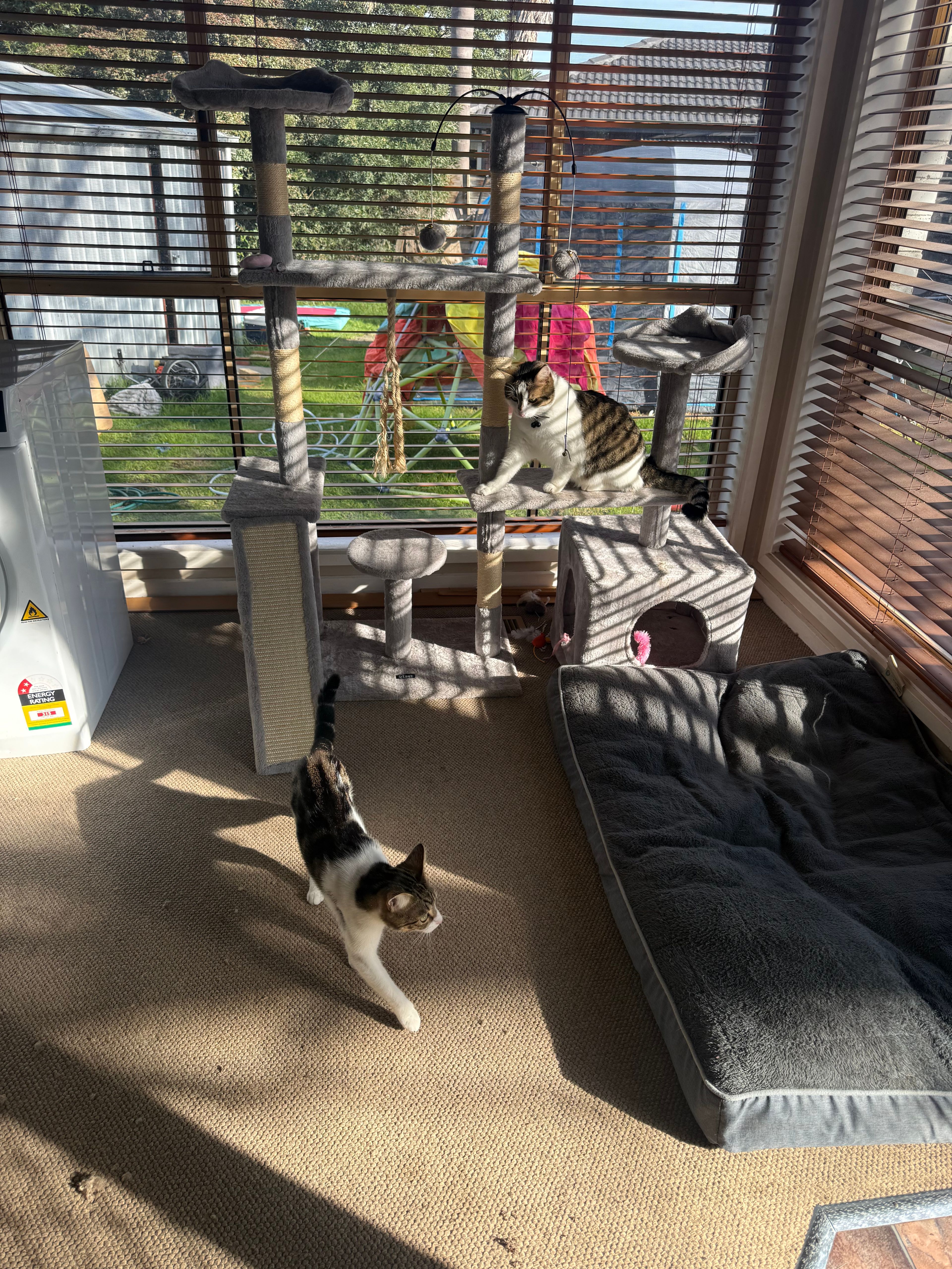 image-19
