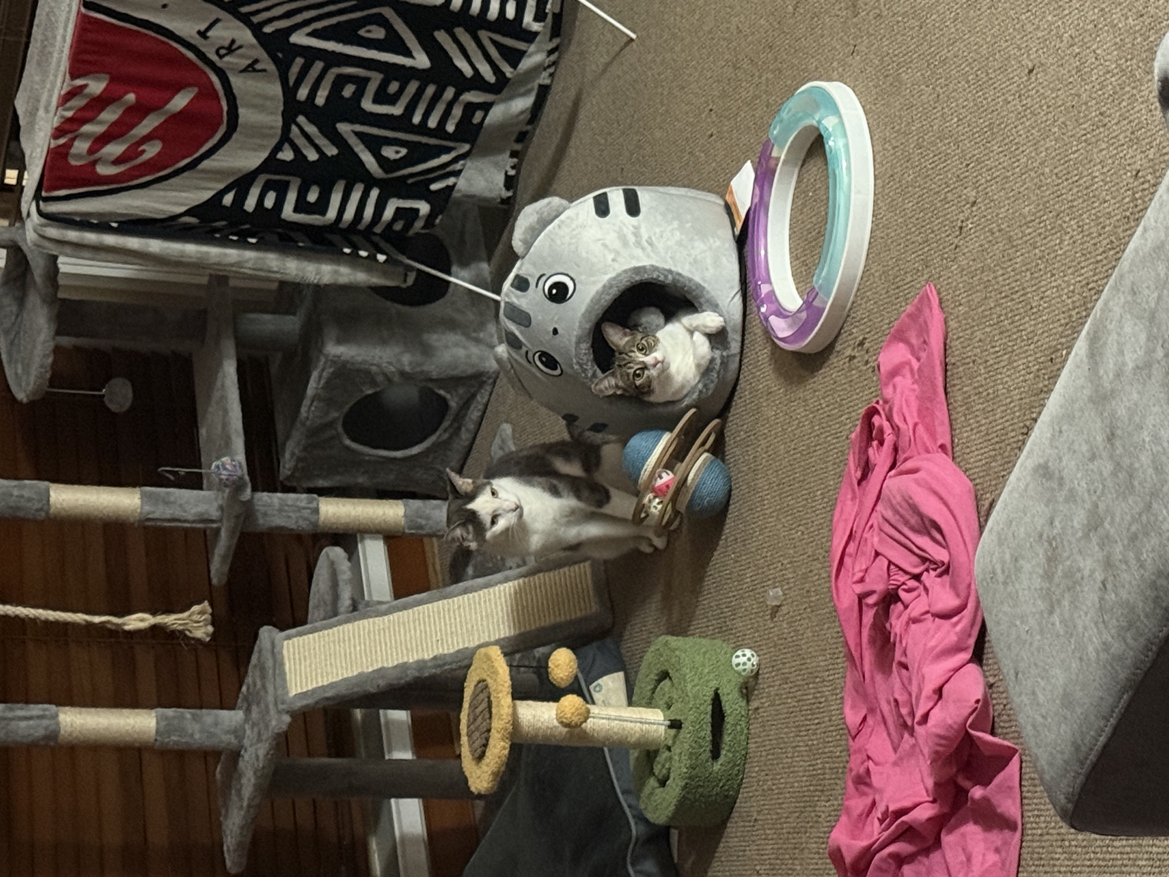image-7