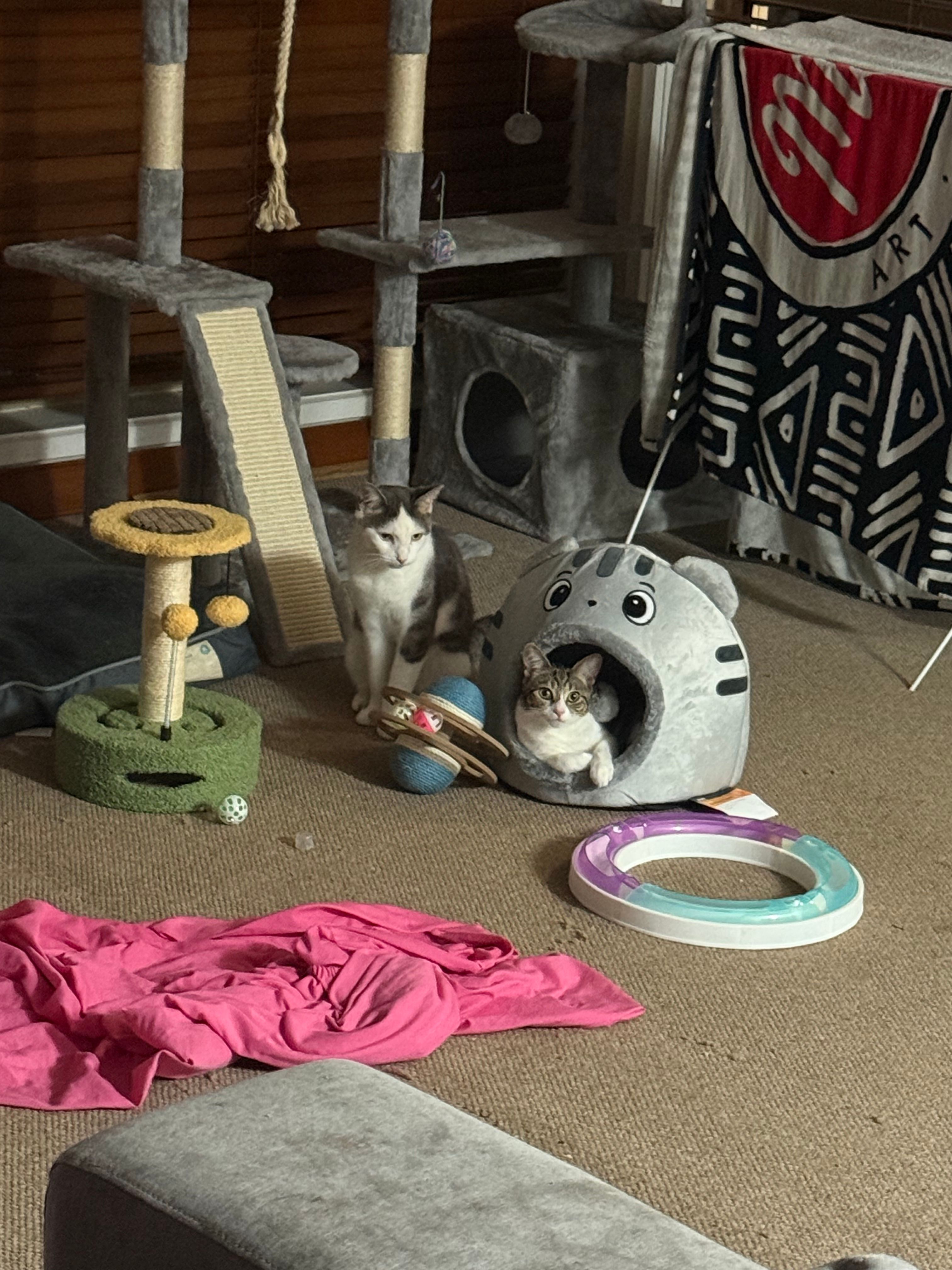image-7