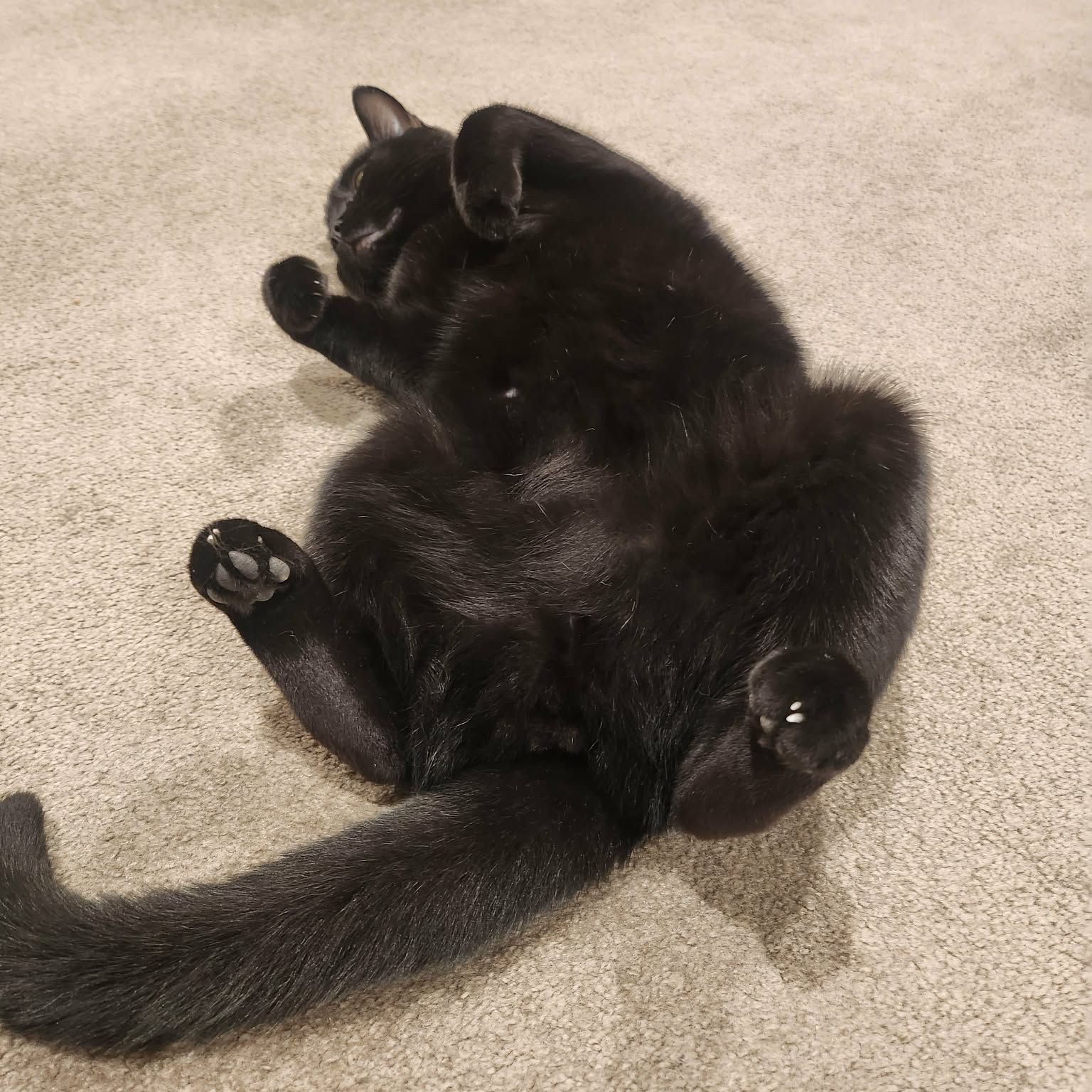 Frankie 