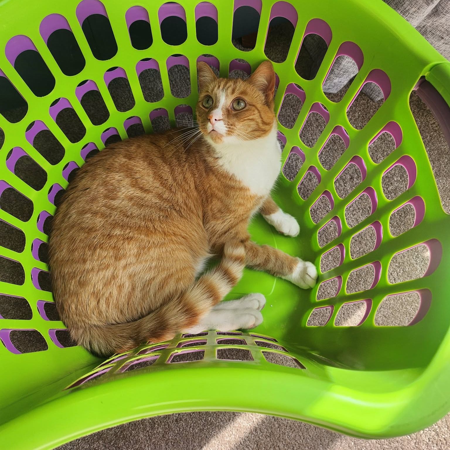 Miso 