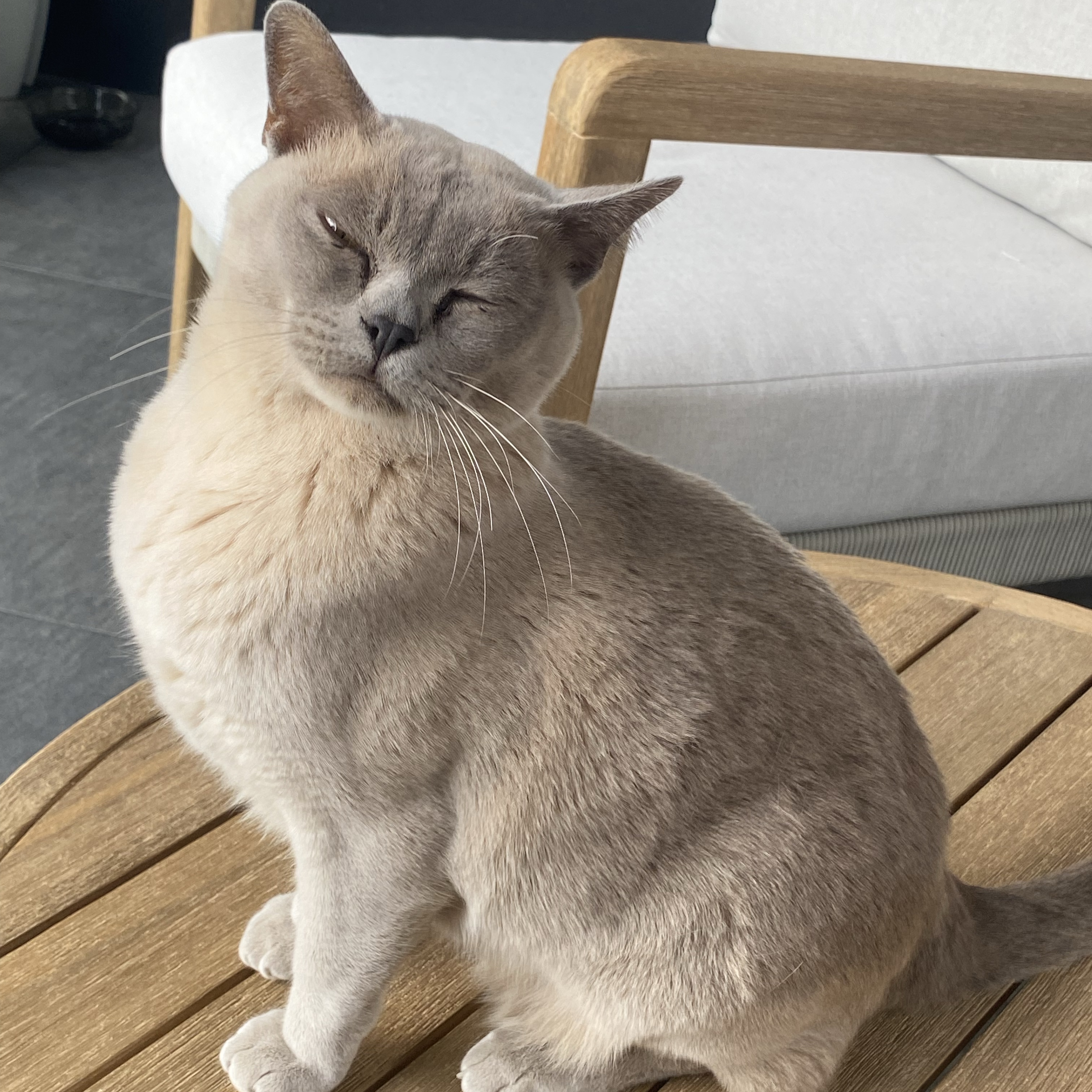Dexi