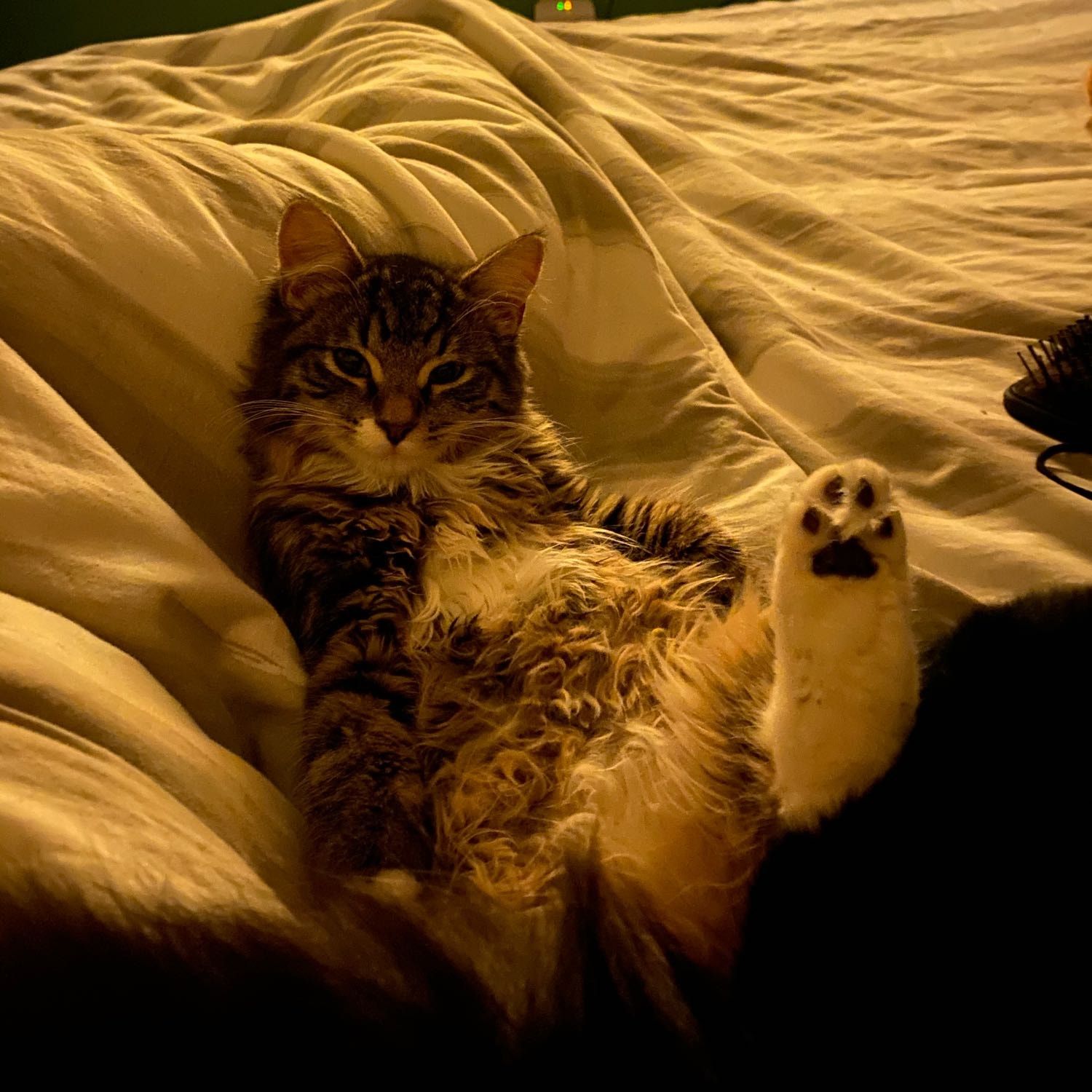 Kora