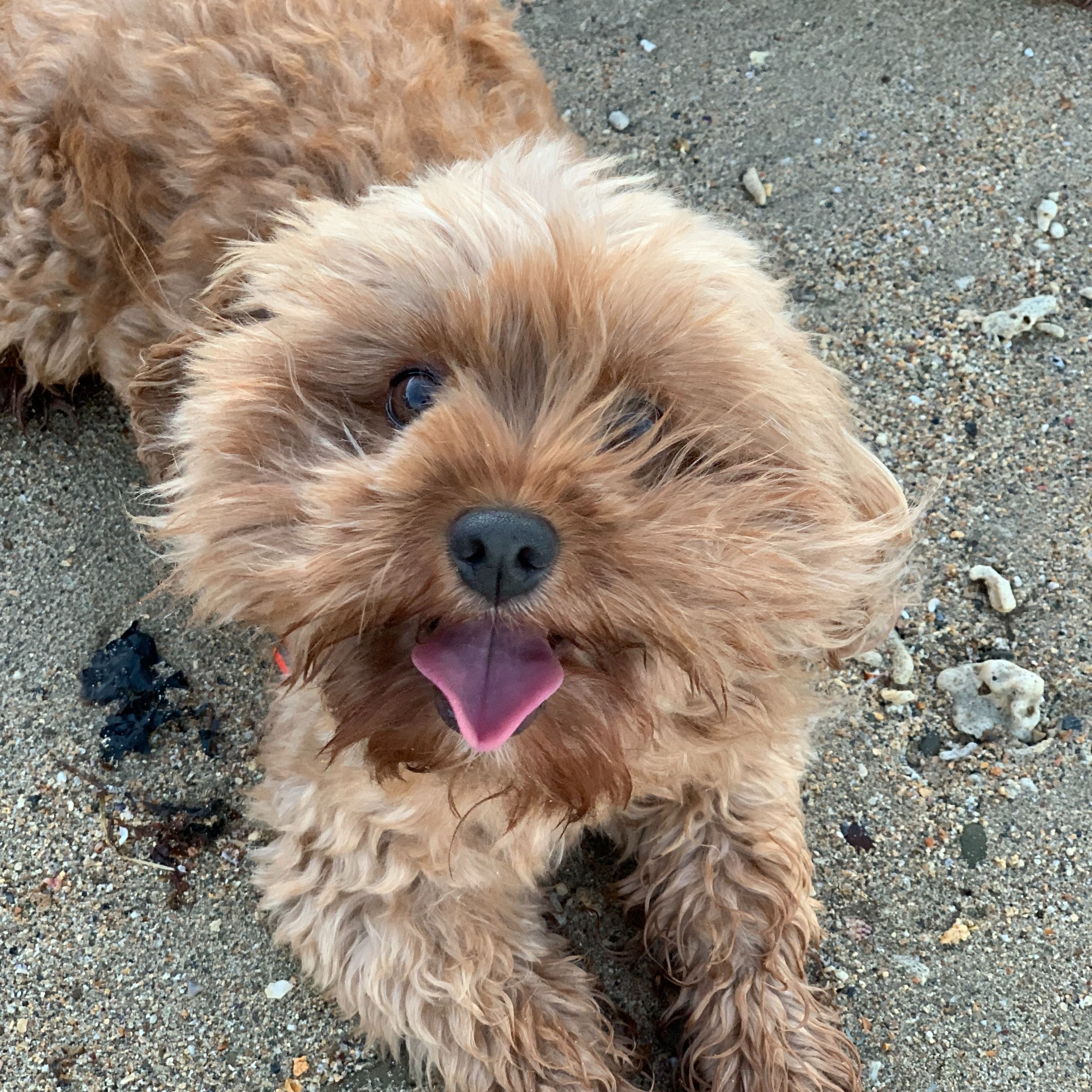 Archie
