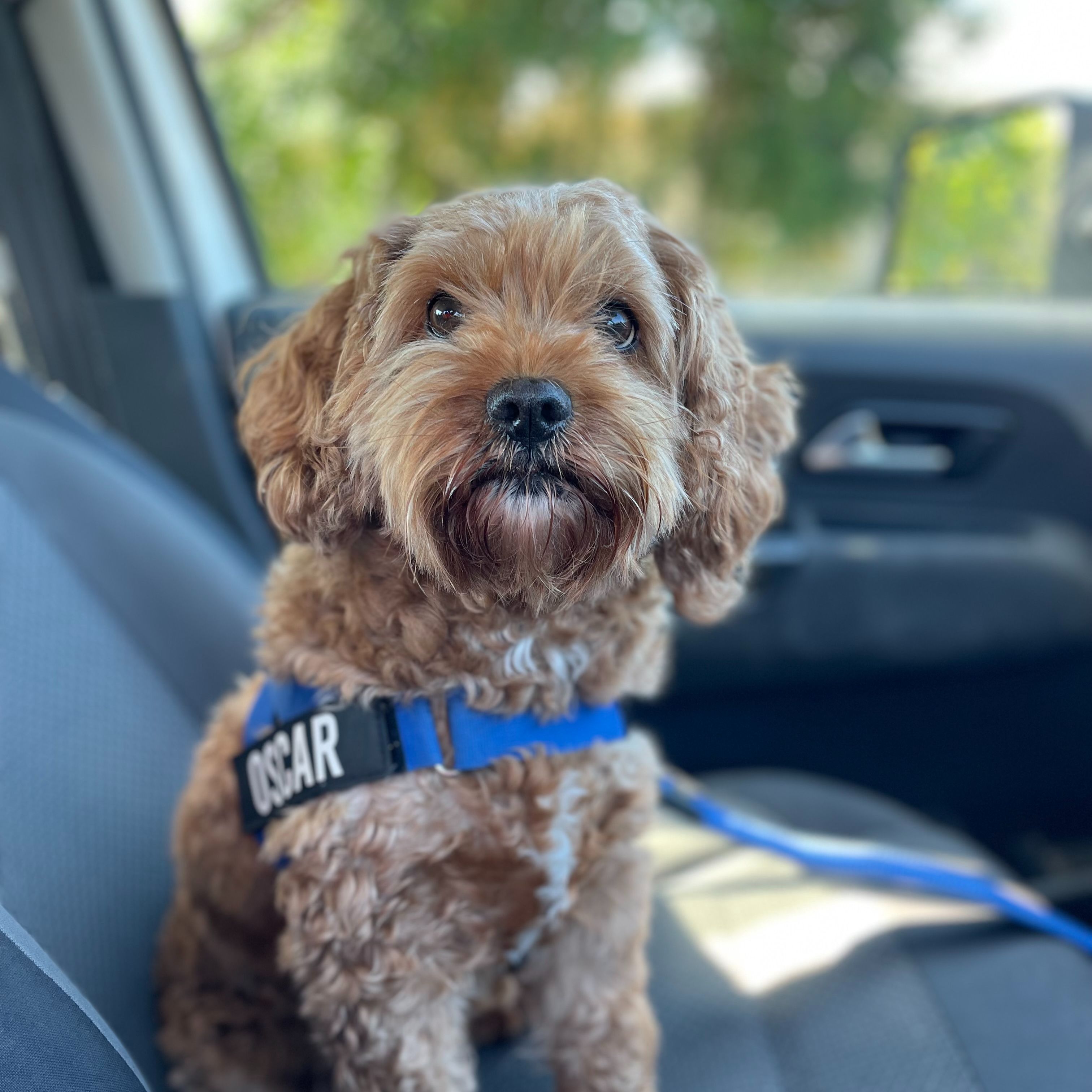 Oscar