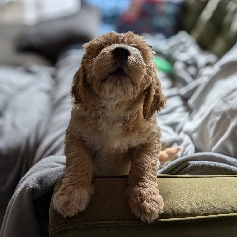 Crumpet