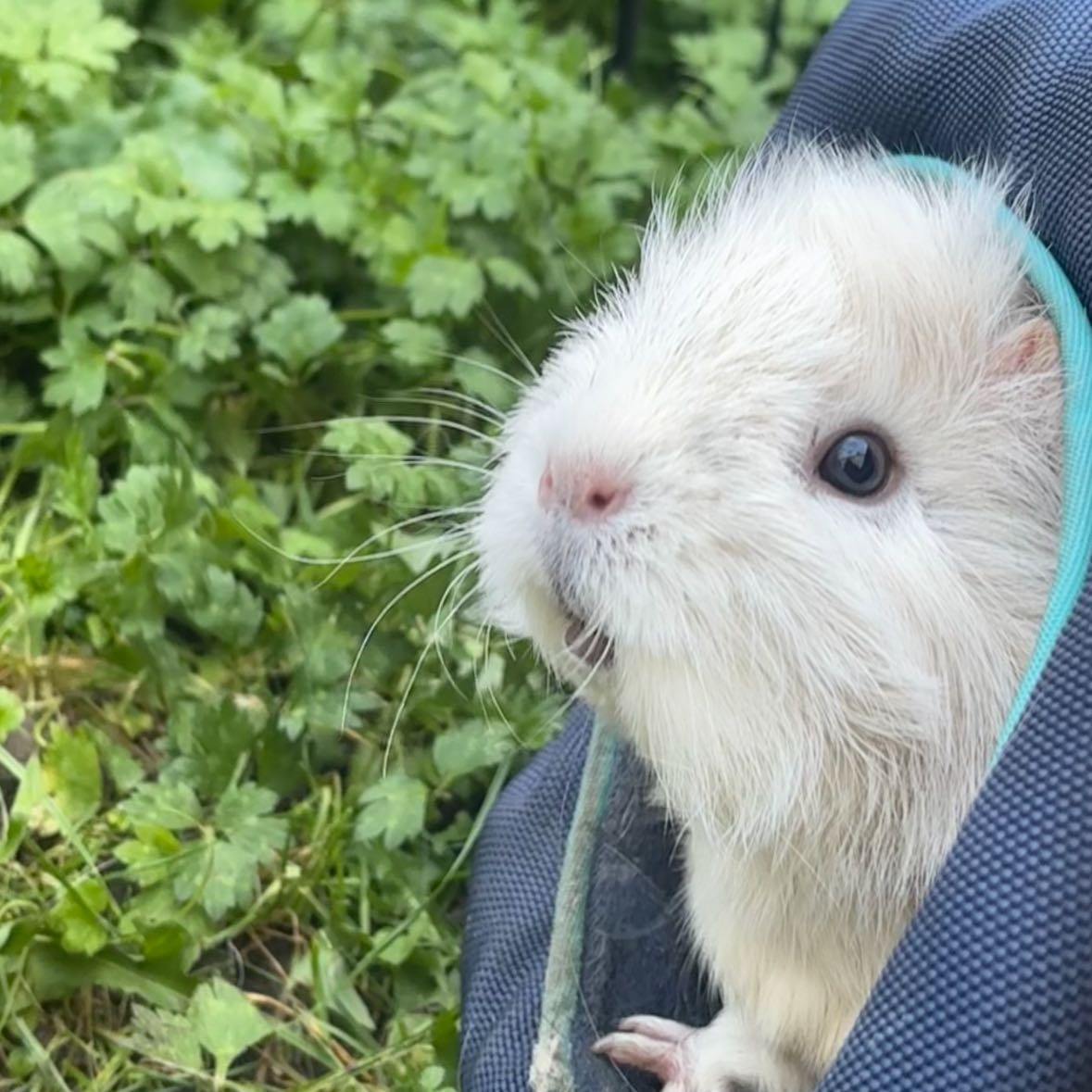 Chippy (Chipie)