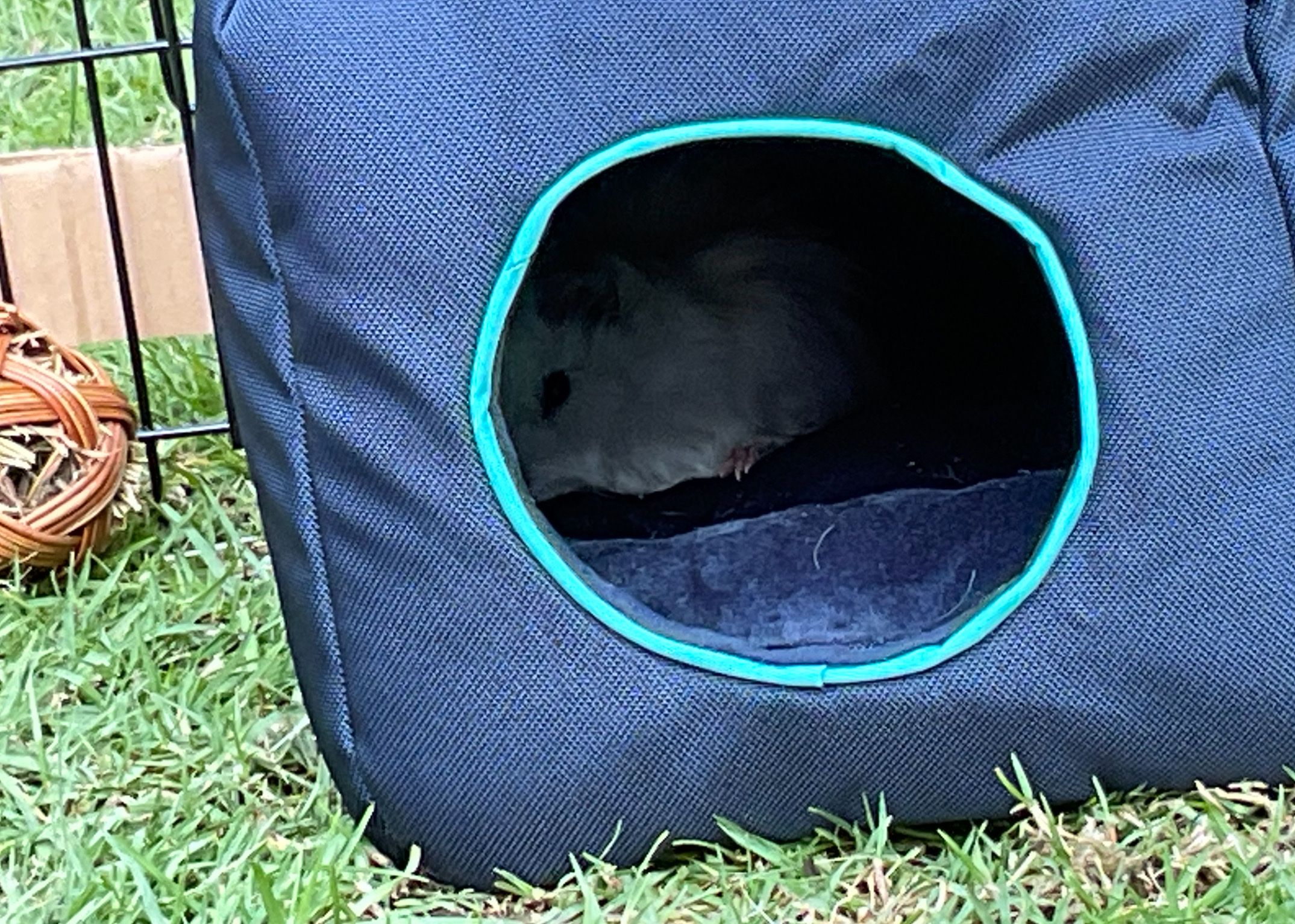 image-4