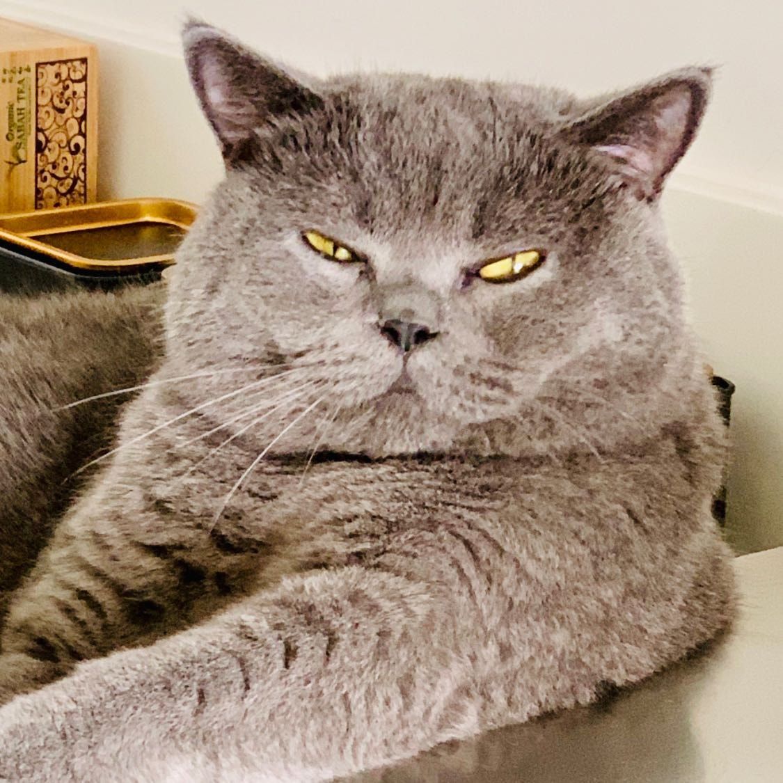 Giorgio