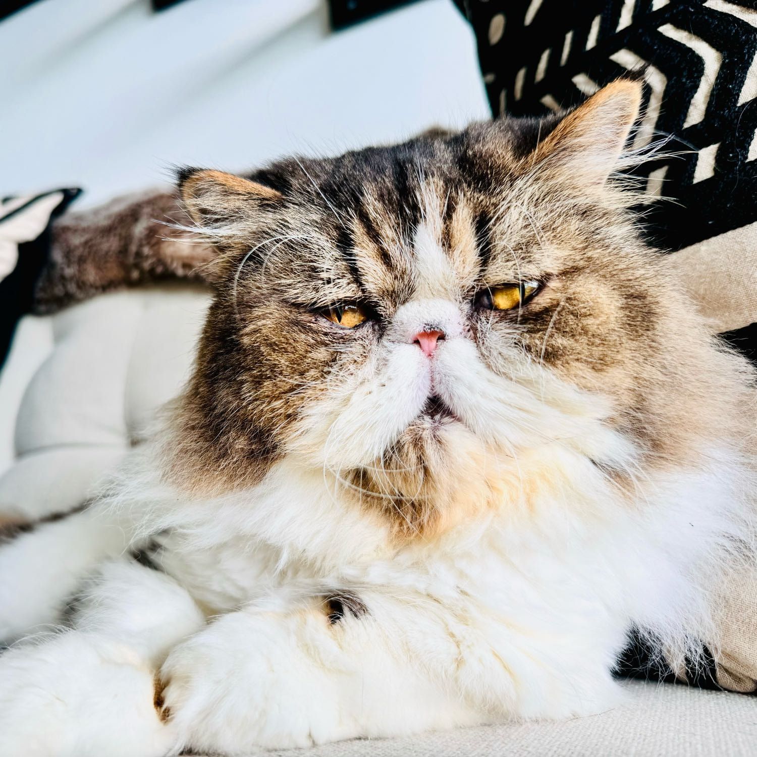 Armani