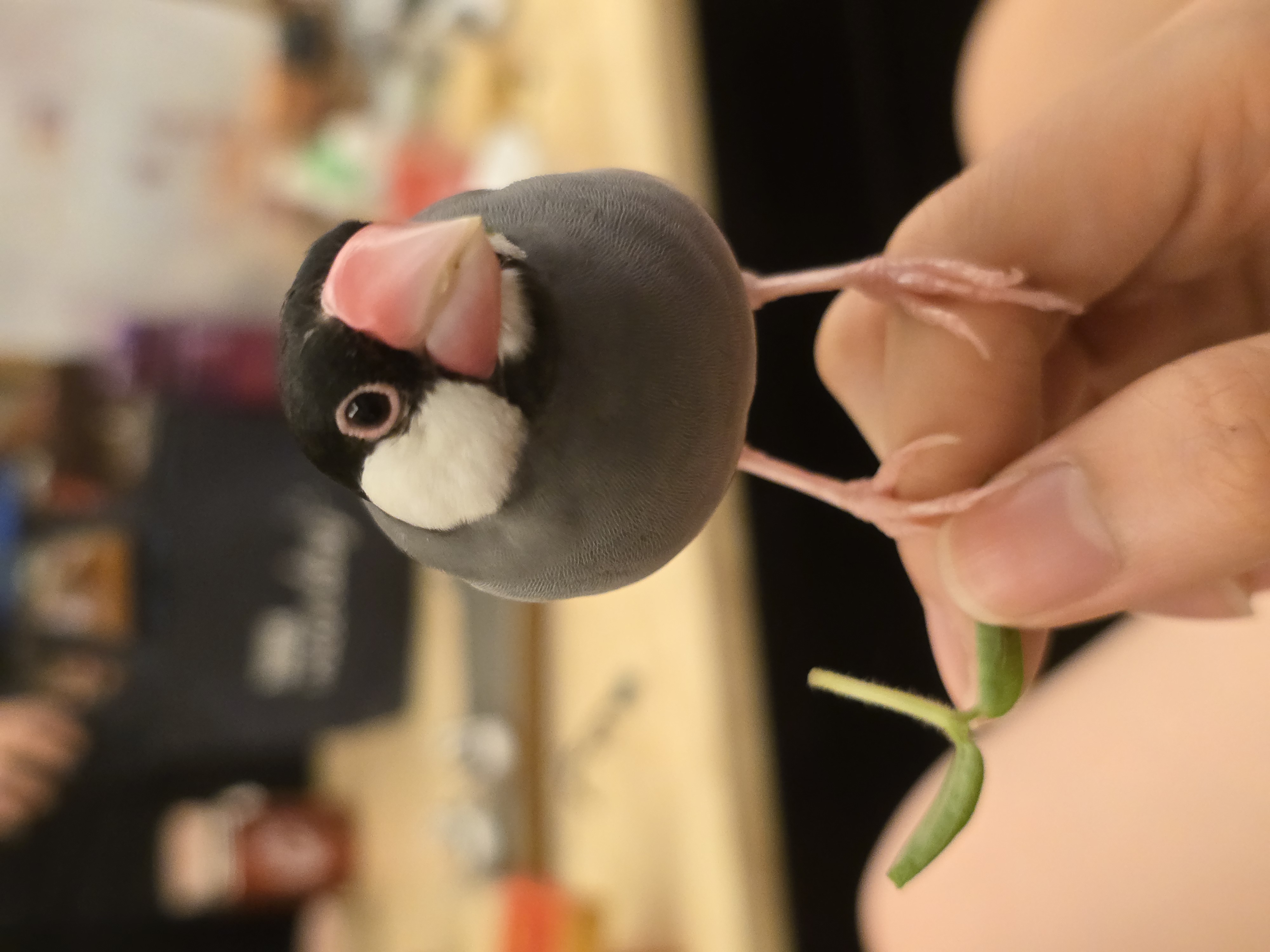 image-6