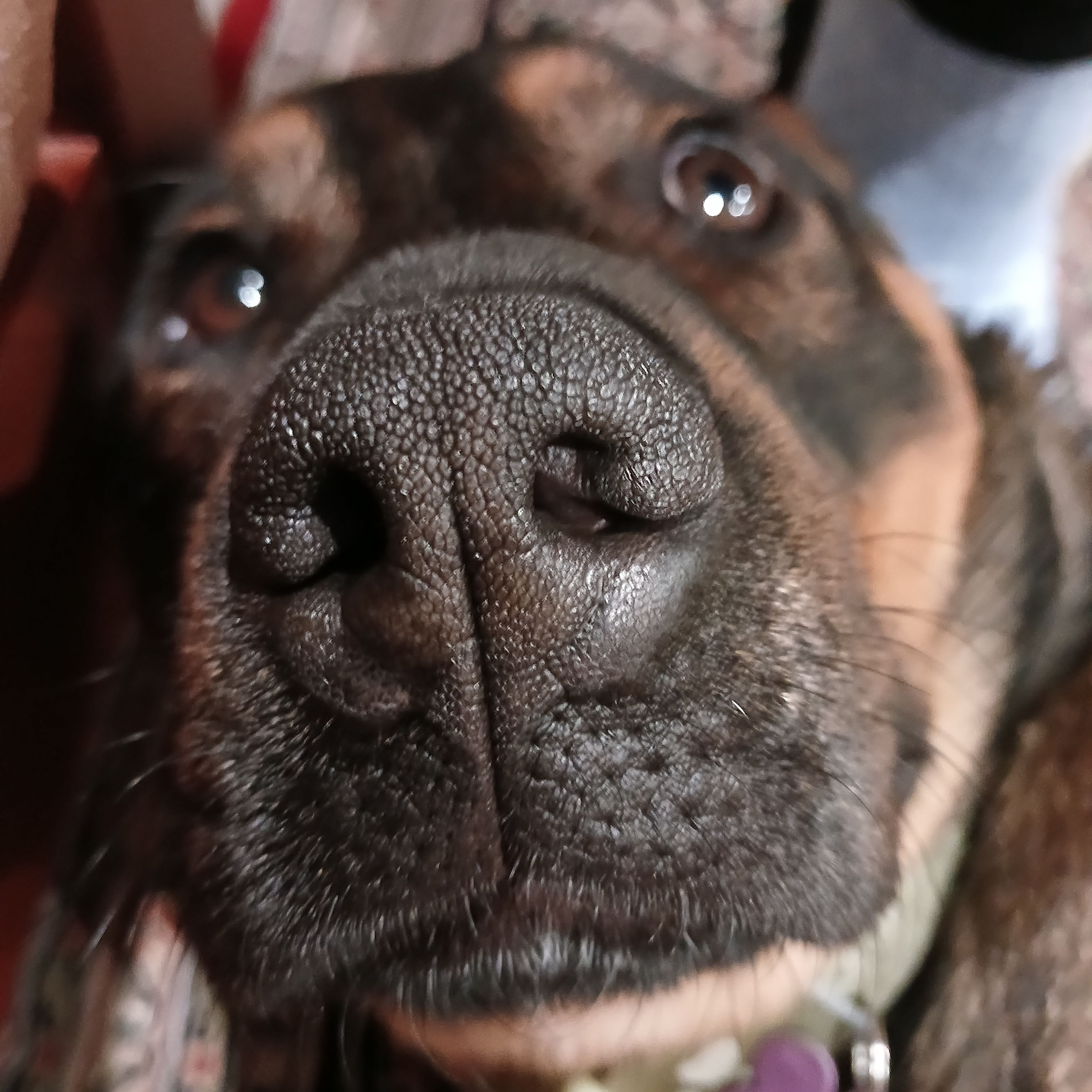 Zoe