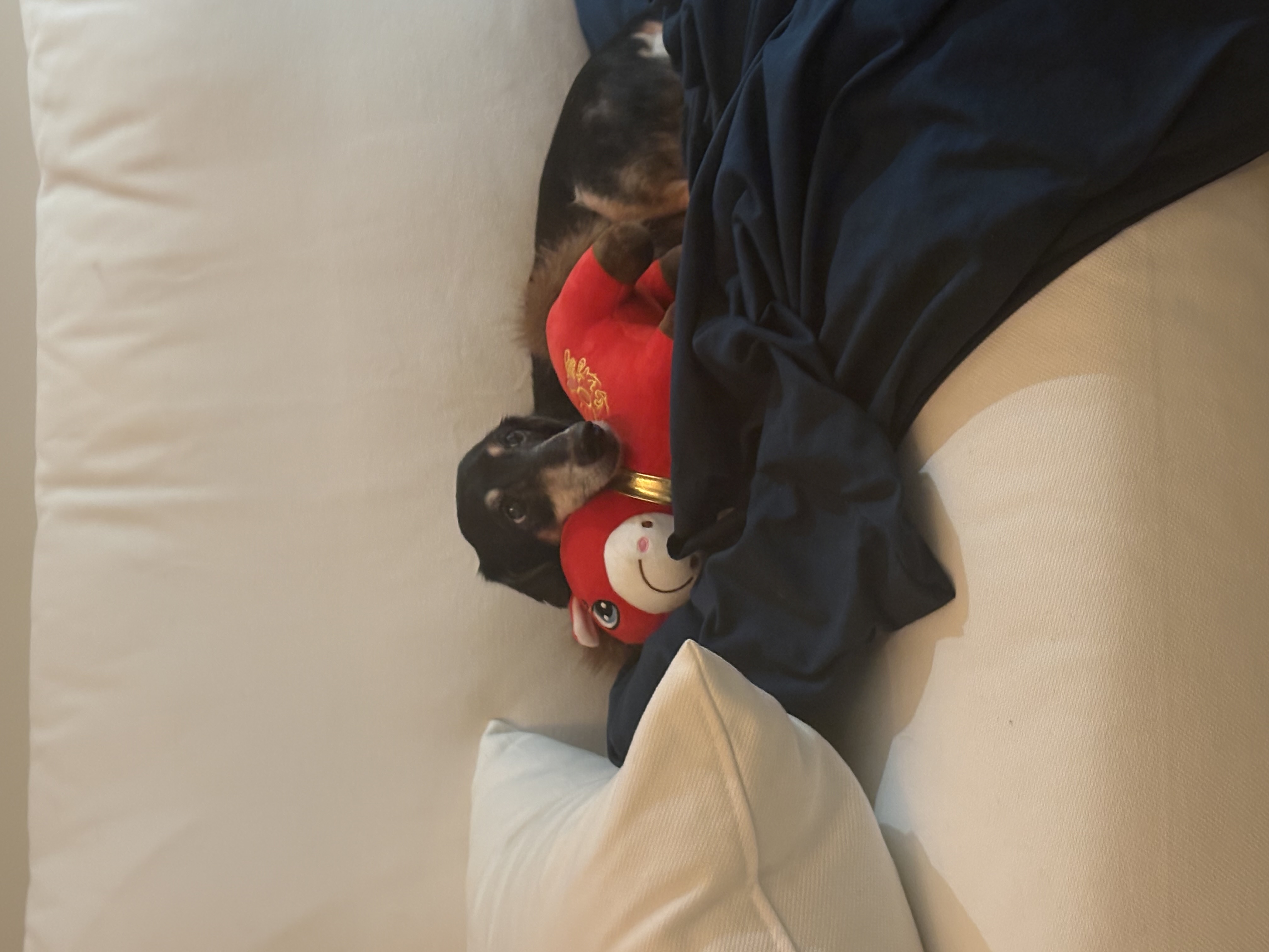 image-6