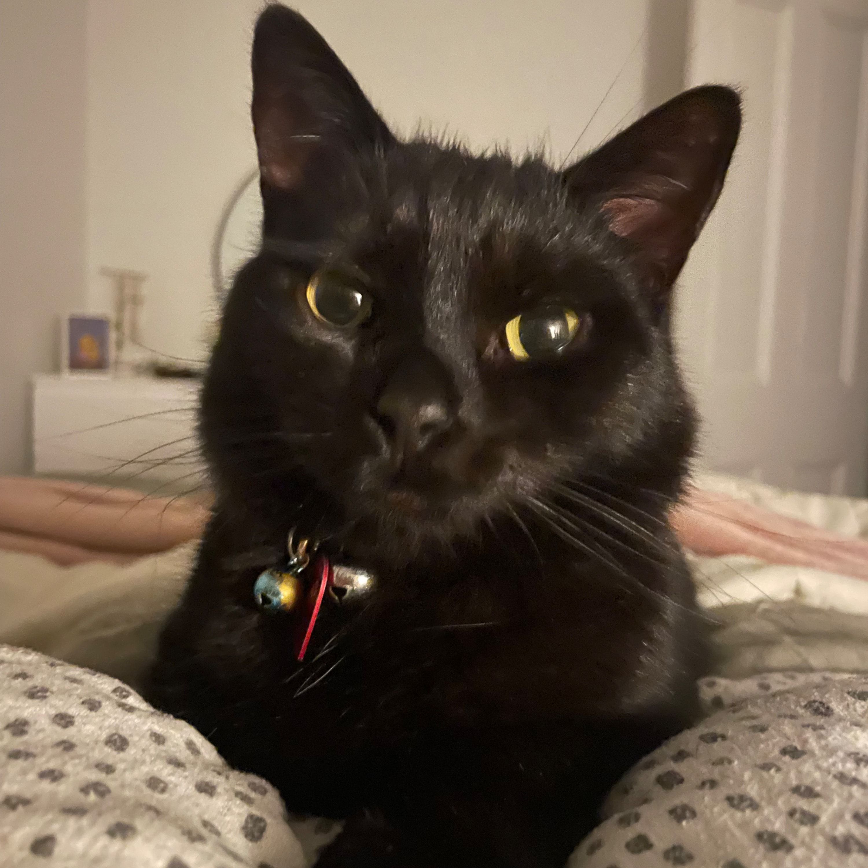Pepper