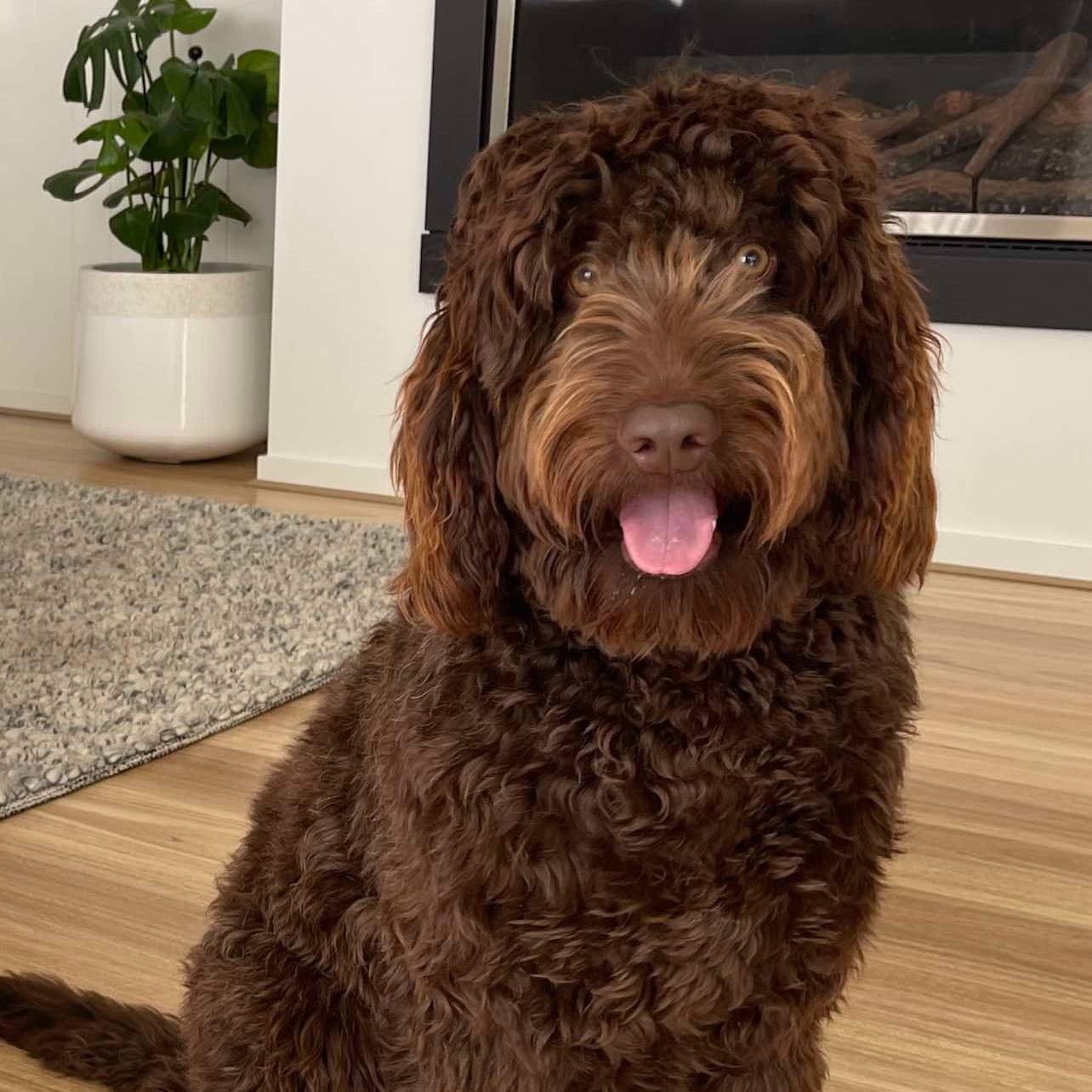 Arlo