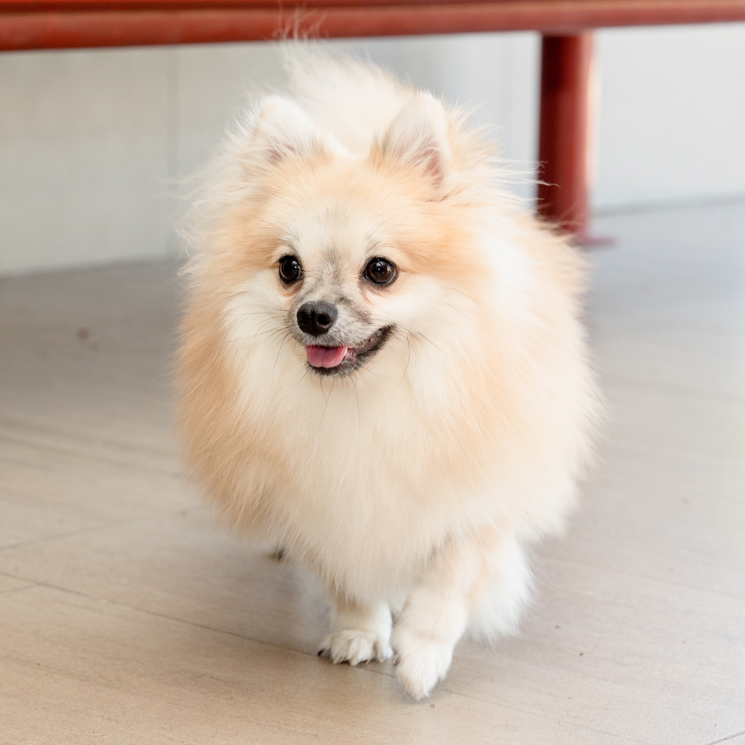 Gracie