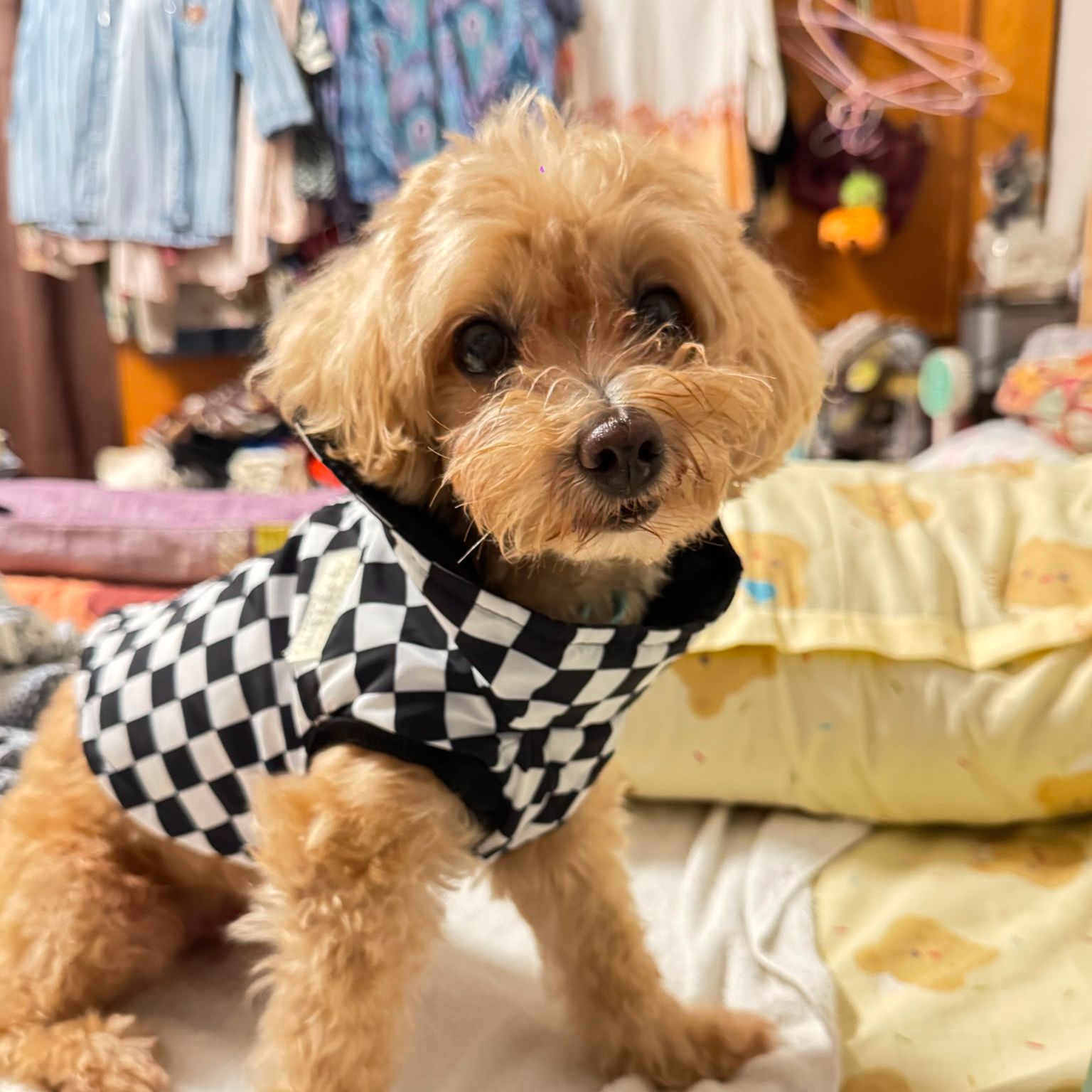 TEDDY