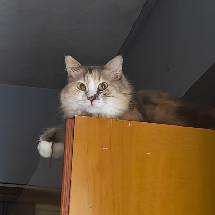 ELSA