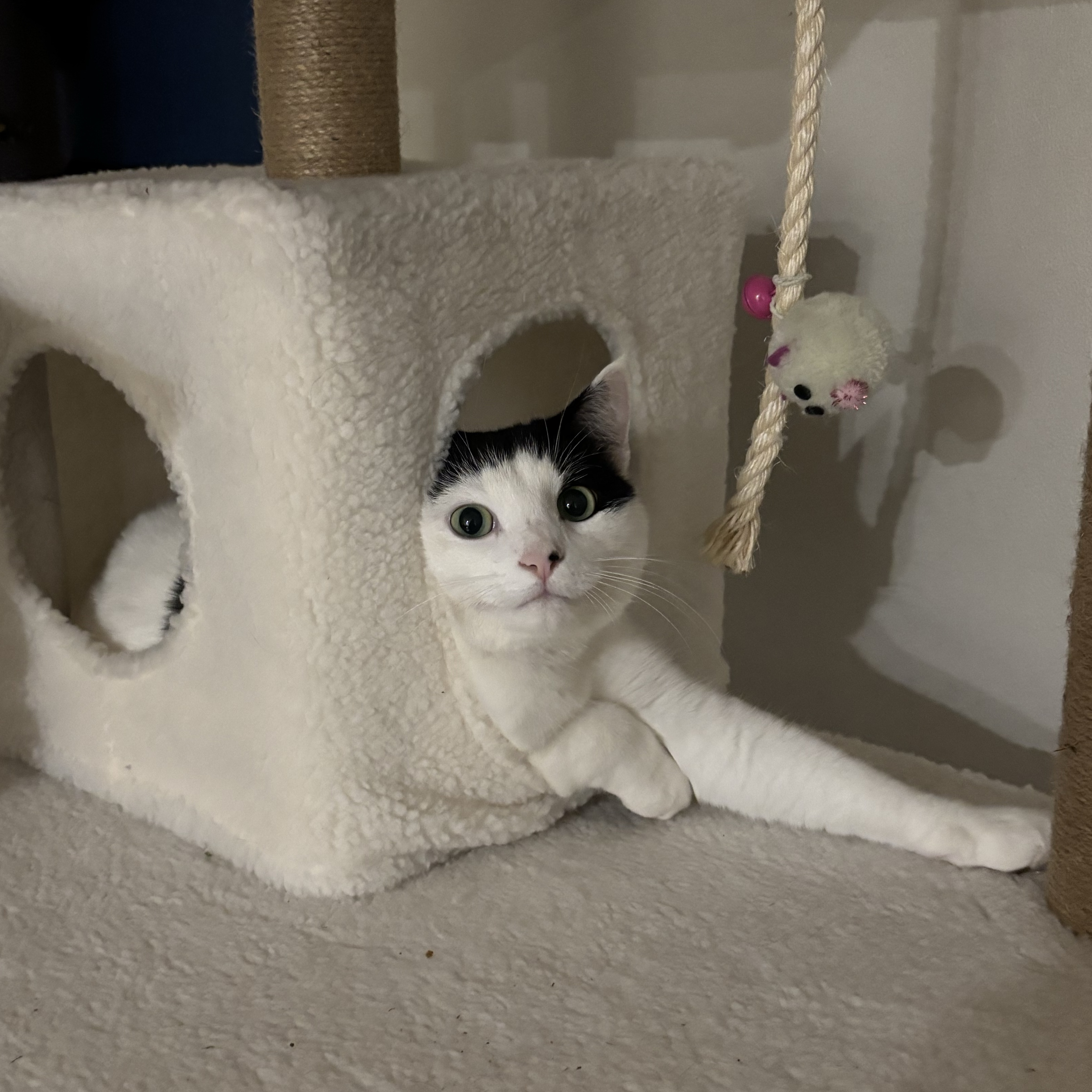 Louie 