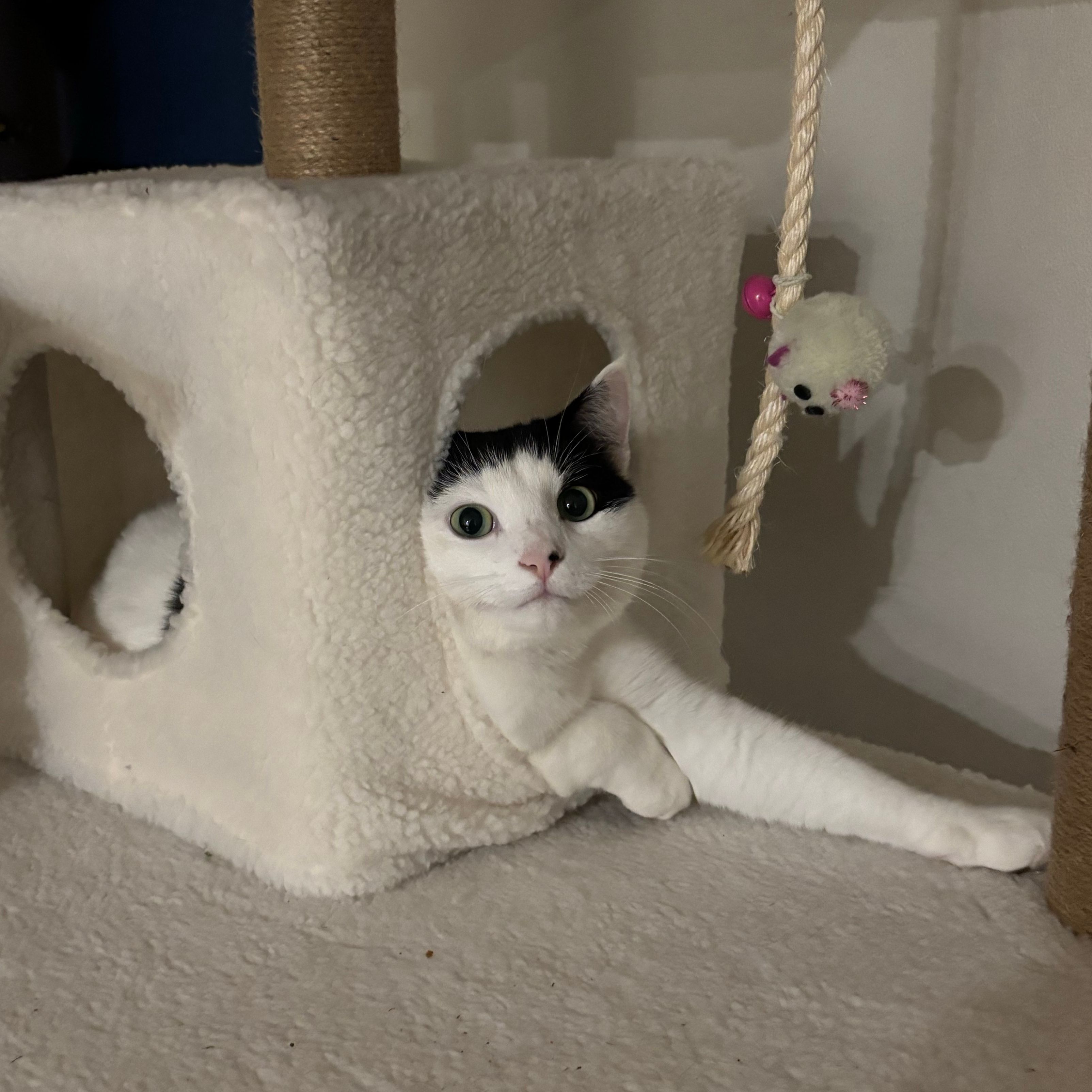Louie