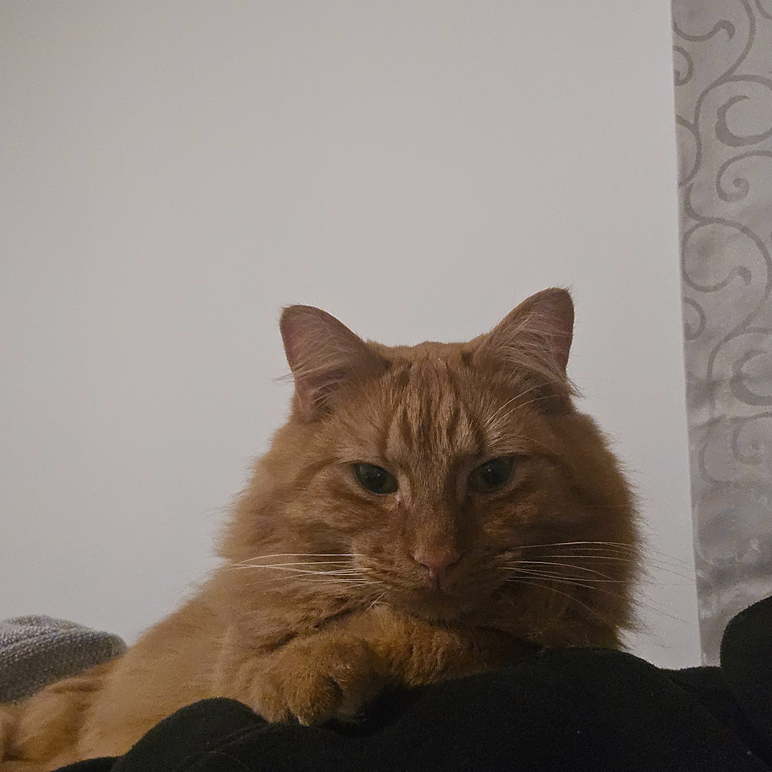 Gingerbread