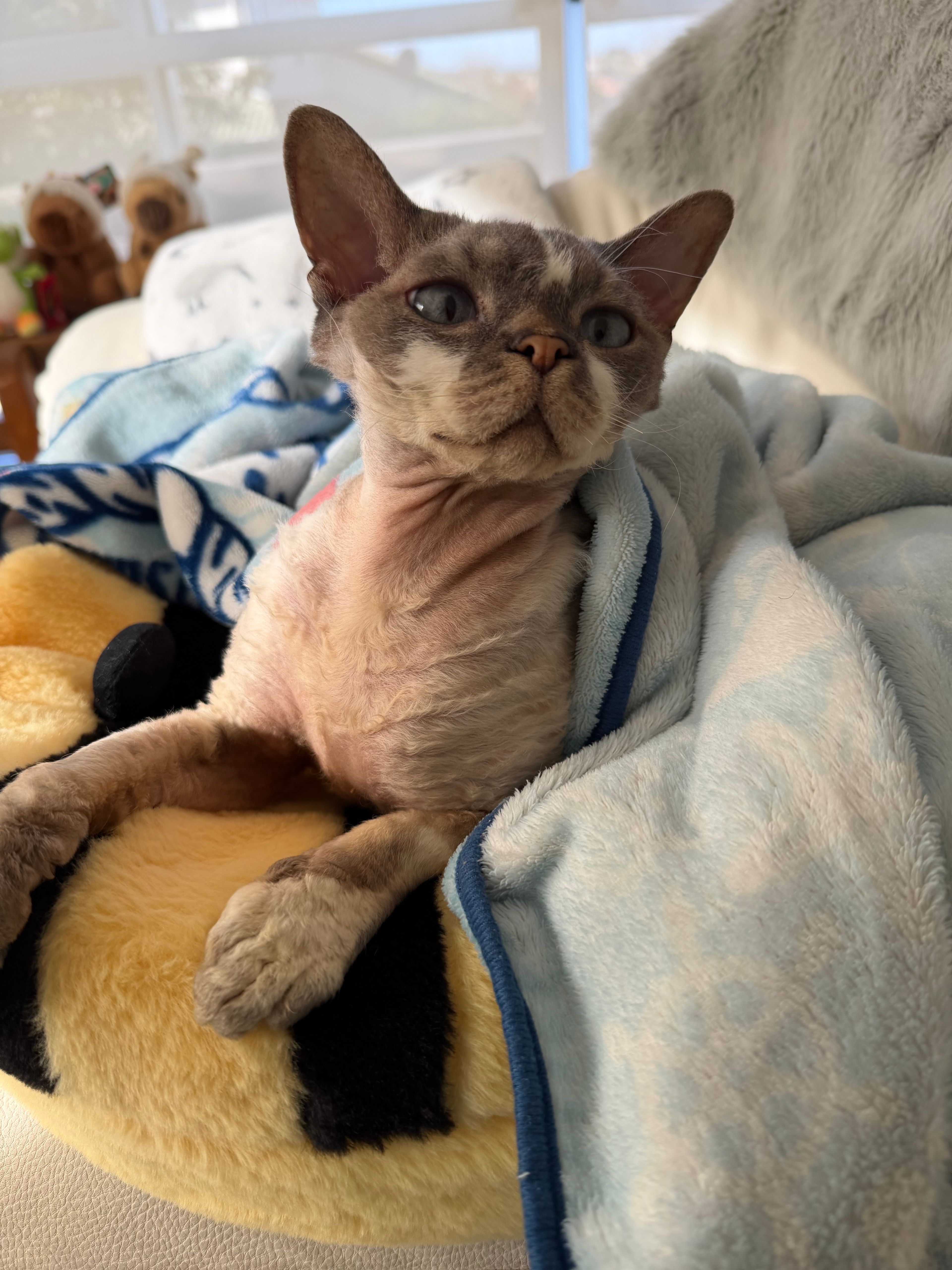 image-2