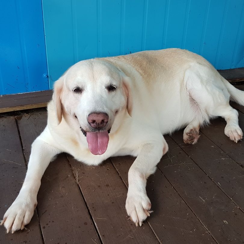 Sammy