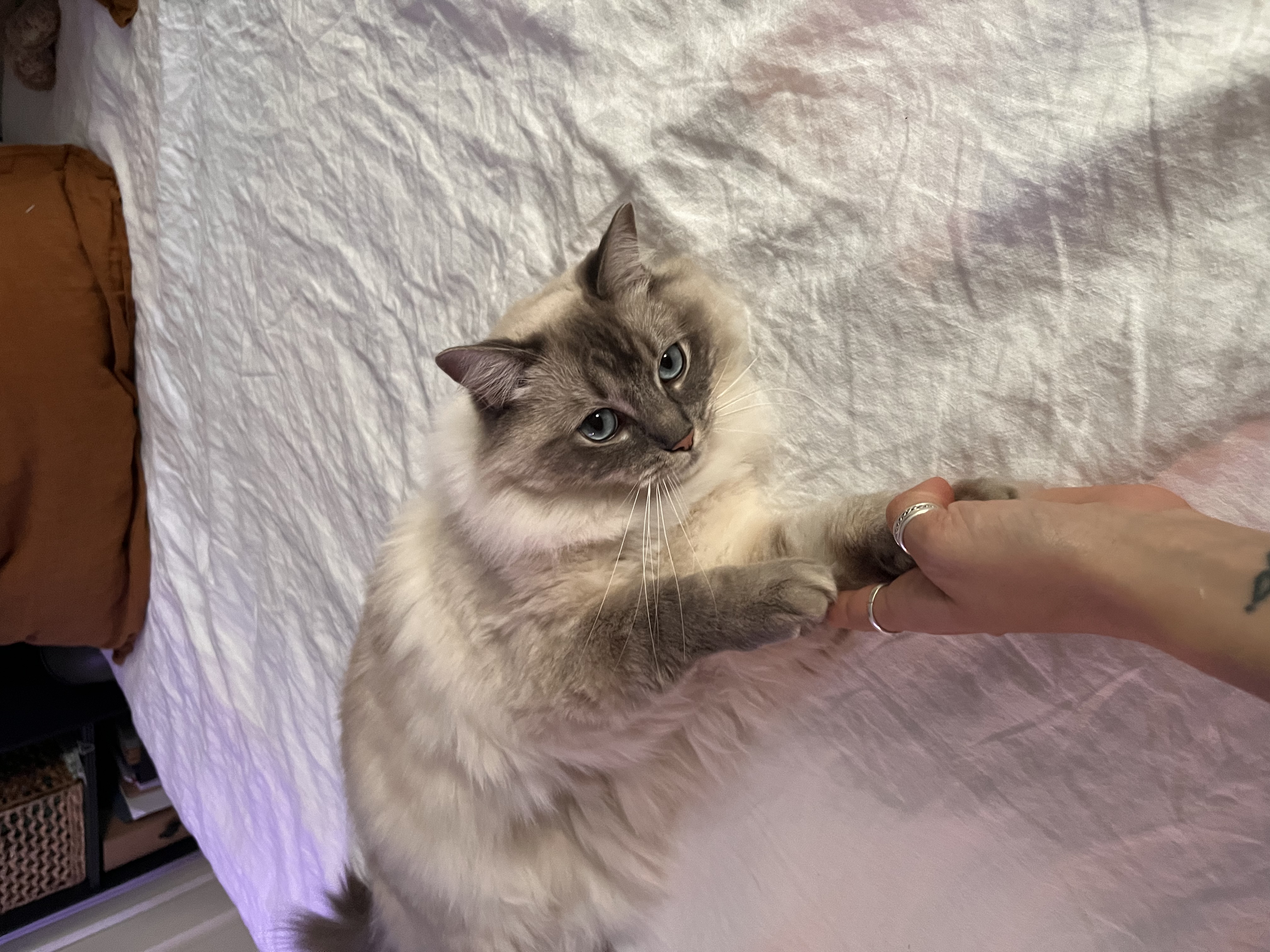 image-8