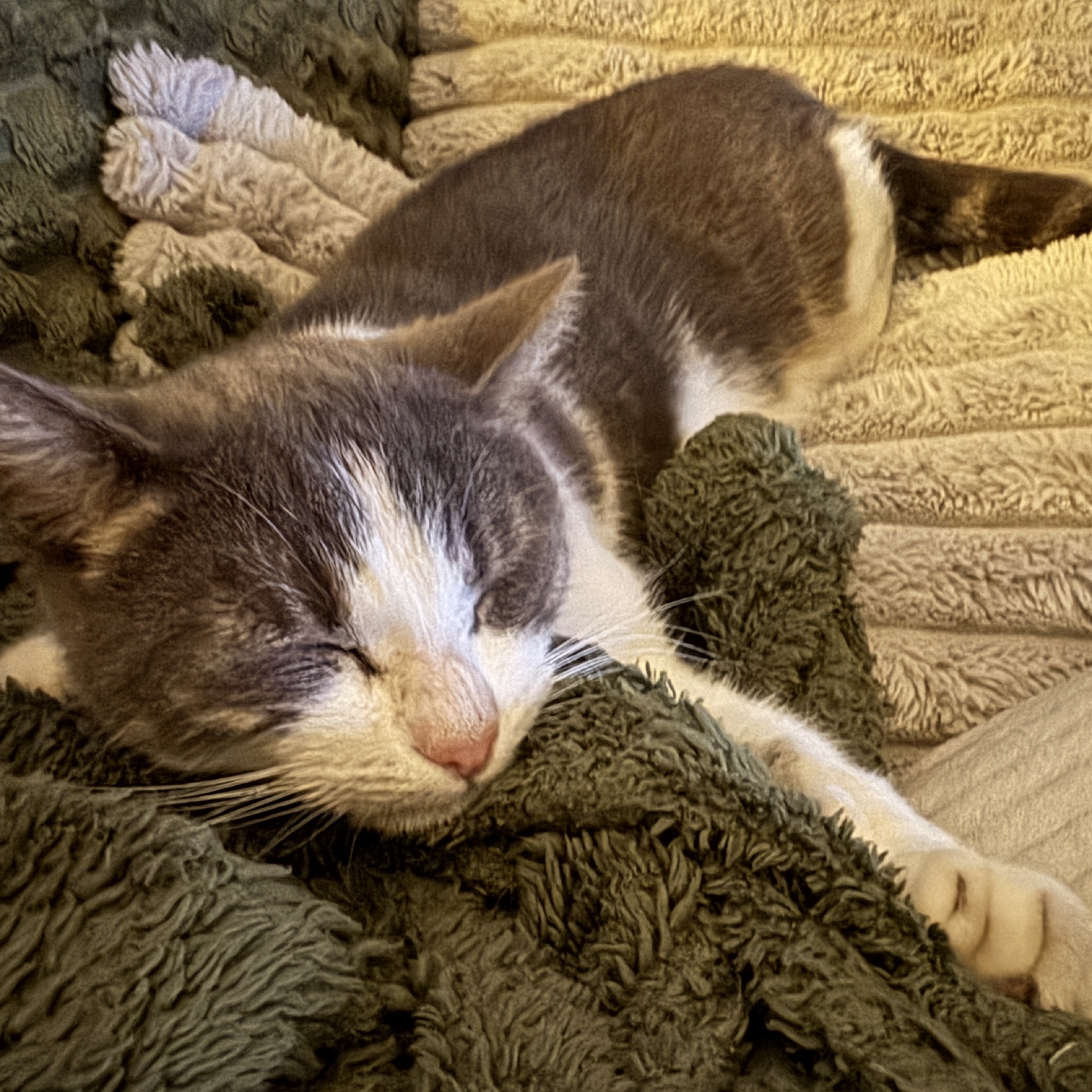 Nala